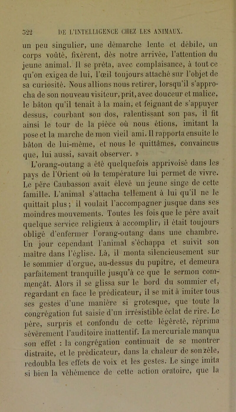 un peu singulier, une démarche lente et débile, un corps voûté, fixèrent, dés notre arrivée, l’attention du jeune animal. 11 se prêta, avec complaisance, à tout ce qu’on exigea de lui, l’œil toujours attaché sur l’objet de sa curiosité. Nous allions nous retirer, lorsqu’il s’appro- cha de son nouveau visiteur, prit, avec douceur et malice, le bâton qu’il tenait à la main, et feignant de s’appuyer dessus, courbant son dos, ralentissant son pas, il fit ainsi le tour de la pièce où nous étions, imitant la pose et la marche de mon vieil ami. Il rapporta ensuite le bâton de lui-méme, et nous le quittâmes, convaincus que, lui aussi, savait observer. » L’orang-outang a été quelquefois apprivoisé dans les pays de l’Orient où la température lui permet de vivre. Le père Caubasson avait élevé un jeune singe de cette famille. L’animal s’attacha tellement à lui qu’il ne le quittait plus ; il voulait l’accompagner jusque dans ses moindres mouvements. Toutes les fois que le père avait quelque service religieux à accompliiq il était toujours obligé d’enfermer l’orang-outang dans une chambre. Un jour cependant l’animal s’échappa et suivit son maître dans l’église. Là, il monta silencieusement sur le sommier d’orgue, au-dessus du pupitre, et demeura parfaitement tranquille jusqu’à ce que le sermon com- mençât. Alors il se glissa sur le bord du sommier et, regardant en face le prédicateuiq il se mit a imiter tous ses gestes d’une manière si grotesque, que toute la congrégation fut saisie d’un irrésistible éclat de rire. Le père, surpris et confondu de cette légèreté, réprima sévèrement l'auditoire inattentif. La mercuriale manqua son effet : la congrégation continuait de se montrer distraite, et le prédicateur, dans la chaleur de son zèle, redoubla les effets de voix et les gestes. Le singe imita si bien la véhémence de cette action oratoire, que la