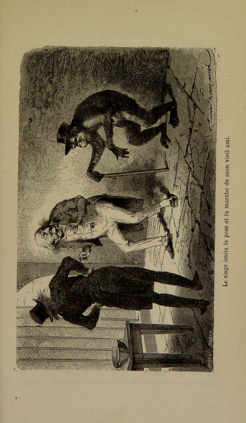 Le singe imita la pose et la marche de mon vieil ami