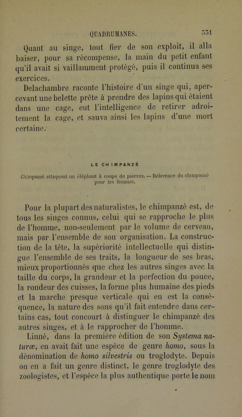Quant au singe, tout fier de son exploit, il alla baiser, pour sa récompense, la main du petit enfant qu’il avait si vaillamment protégé, puis il continua ses exercices. Delachambre raconte l’histoire d’un singe qui, aper- cevant une belette prête à prendre des lapins qui étaient dans une cage, eut l’intelligence de retirer adroi- tement la cage, et sauva ainsi les lapins d’une mort certaine. LE CH iM PANZé Cliinipanzâ attaquant un éléphant à coups de pierres. — Déference du chimpanzé pour les femmes. Pour la plupart des naturalistes, le chimpanzé est, de tous les singes connus, celui qui se rapproche le plus de l’homme, non-seulement par le volume de cerveau, mais par l’ensemble de son organisation. La construc- tion de la tète, la supériorité intellectuelle qui distin- gue l’ensemble de ses traits, la longueur de ses bras, mieux proportionnés que chez les autres singes avec la taille du corps, la grandeur et la perfection du pouce, la rondeur des cuisses, la forme plus humaine des pieds et la marche presque verticale qui en est la consé- quence, la nature des sons qu’il fait entendre dans cer- tains cas, tout concourt à distinguer le chimpanzé des autres singes, et à le rapprocher de l’homme. Linné, dans la première édition de son Syslema na- lurœ, en avait fait une espèce de genre homo, sous la dénomination de homo silvestris ou troglodyte. Depuis on en a fait un genre distinct, le genre troglodyte des zoologistes, et l’espèce la plus authentique porte le nom