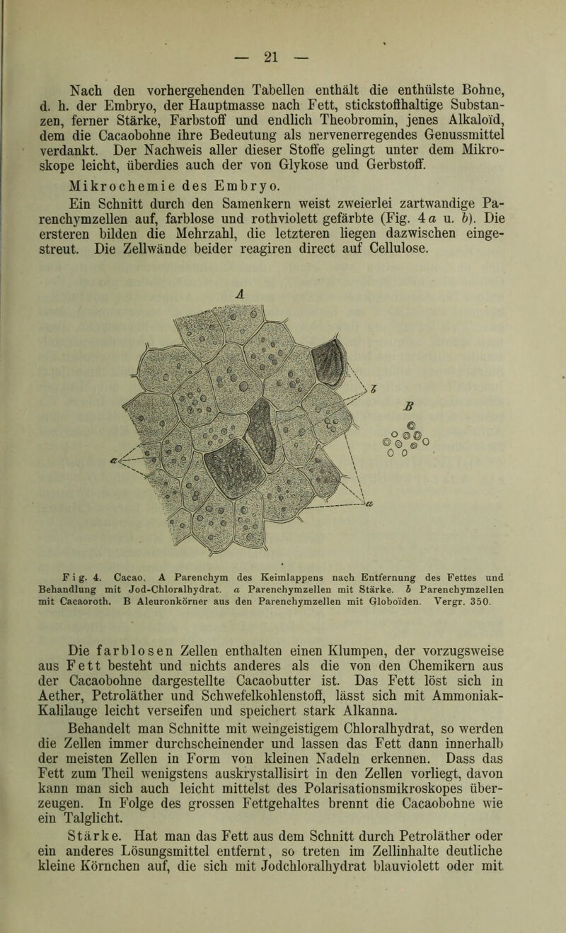 Nach den vorhergehenden Tabellen enthält die enthülste Bohne, d. h. der Embryo, der Hauptmasse nach Fett, stickstoflhaltige Substan- zen, ferner Stärke, Farbstoff und endlich Theobromin, jenes Alkaloid, dem die Cacaobohne ihre Bedeutung als nervenerregendes Genussmittel verdankt. Der Nachweis aller dieser Stoffe gelingt unter dem Mikro- skope leicht, überdies auch der von Glykose und Gerbstoff-. Mikrochemie des Embryo. Ein Schnitt durch den Samenkern weist zweierlei zartwandige Pa- renchymzellen auf, farblose und rothviolett gefärbte (Fig. 4 a u. b). Die ersteren bilden die Mehrzahl, die letzteren liegen dazwischen einge- streut. Die Zellwände beider reagiren direct auf Cellulose. B © o ©ß © »VO 0 0 Fig. 4. Cacao. A Parenchym des Keimlappens nach Entfernung des Fettes und Behandlung mit Jod-Chloralhydrat. a Parenchymzellen mit Stärke, b Parenchymzellen mit Cacaoroth. B Aleuronkörner aus den Parenchymzellen mit Globoiden. Vergr. 350. Die farblosen Zellen enthalten einen Klumpen, der vorzugsweise aus Fett besteht und nichts anderes als die von den Chemikern aus der Cacaobohne dargestellte Cacaobutter ist. Das Fett löst sich in Aether, Petroläther und Schwefelkohlenstoff, lässt sich mit Ammoniak- Kalilauge leicht verseifen und speichert stark Alkanna. Behandelt man Schnitte mit weingeistigem Chloralhydrat, so werden die Zellen immer durchscheinender und lassen das Fett dann innerhalb der meisten Zellen in Form von kleinen Nadeln erkennen. Dass das Fett zum Theil wenigstens auskrystallisirt in den Zellen vorliegt, davon kann man sich auch leicht mittelst des Polarisationsmikroskopes über- zeugen. In Folge des grossen Fettgehaltes brennt die Cacaobohne wie ein Talglicht. Stärke. Hat man das Fett aus dem Schnitt durch Petroläther oder ein anderes Lösungsmittel entfernt, so treten im Zellinhalte deutliche kleine Körnchen auf, die sich mit Jodchloralhydrat blauviolett oder mit