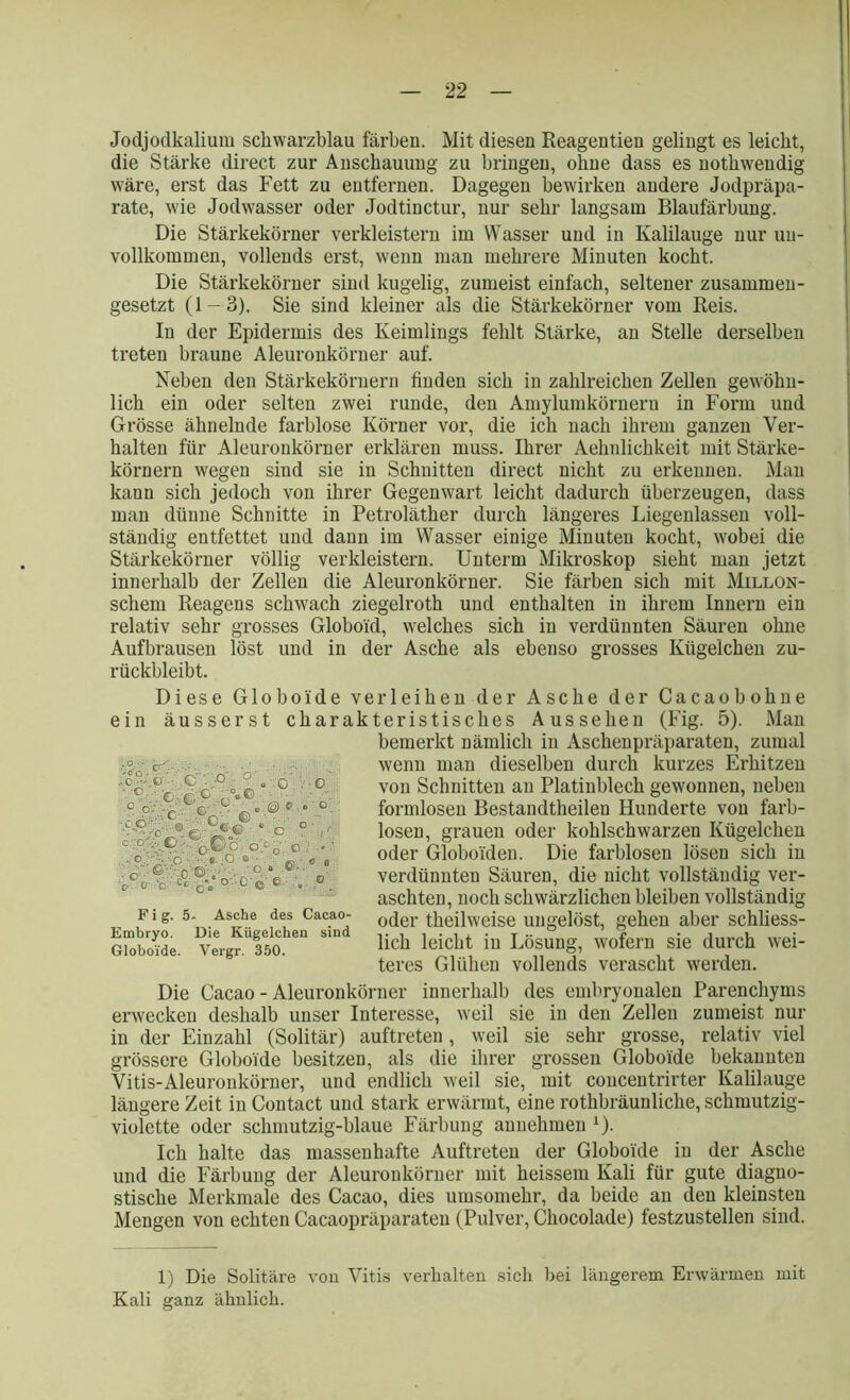 Jodjodkalium sckwarzblau färben. Mit diesen Reagentien gelingt es leicbt, die Stärke direct zur Anschauung zu bringen, ohne dass es notbwendig wäre, erst das Fett zu entfernen. Dagegen bewirken andere Jodpräpa- rate, wie Jodwasser oder Jodtinctur, nur sehr langsam Blaufärbung. Die Stärkekörner verkleistern im Wasser und in Kalilauge nur un- vollkommen, vollends erst, wenn man mehrere Minuten kocht. Die Stärkekörner sind kugelig, zumeist einfach, seltener zusammen- gesetzt (1 — 3). Sie sind kleiner als die Stärkekörner vom Reis. Iu der Epidermis des Keimlings fehlt Stärke, an Stelle derselben treten braune Aleuronkörner auf. Neben den Stärkeköruern finden sich in zahlreichen Zellen gewöhn- lich ein oder selten zwei runde, den Amylumkörneru in Form und Grösse ähnelnde farblose Körner vor, die ich nach ihrem ganzen Ver- halten für Aleuronkörner erklären muss. Ihrer Aehnlichkeit mit Stärke- körnern wegen sind sie in Schnitten direct nicht zu erkennen. Man kann sich jedoch von ihrer Gegenwart leicht dadurch überzeugen, dass man dünne Schnitte in Petroläther durch längeres Liegenlassen voll- ständig entfettet und dann im Wasser einige Minuten kocht, wobei die Stärkekörner völlig verkleistern. Unterm Mikroskop sieht man jetzt innerhalb der Zellen die Aleuronkörner. Sie färben sich mit Millon- scliem Reagens schwach ziegelroth und enthalten in ihrem Innern ein relativ sehr grosses Globoid, welches sich in verdünnten Säuren ohne Aufbrausen löst und in der Asche als ebenso grosses Kügelchen zu- rückbleibt. Diese Globoide verleihen der Asche der Cacaobohne ein äusserst charakteristisches Aussehen (Fig. 5). Man bemerkt nämlich iu Aschenpräparaten, zumal wenn man dieselben durch kurzes Erhitzen von Schnitten an Platinblech gewonnen, neben formlosen Bestandtheilen Hunderte von farb- losen, grauen oder kohlschwarzen Kügelchen oder Globoiden. Die farblosen lösen sich in verdünnten Säuren, die nicht vollständig ver- aschten, noch schwärzlichen bleiben vollständig oder theilweise ungelöst, gehen aber schliess- lich leicht in Lösung, wofern sie durch wei- teres Glühen vollends verascht werden. Die Cacao - Aleuronkörner innerhalb des embryonalen Parenchyms erwecken deshalb unser Interesse, weil sie in den Zellen zumeist nur in der Einzahl (Solitär) auftreten, weil sie sehr grosse, relativ viel grössere Globoide besitzen, als die ihrer grossen Globoide bekannten Vitis-Aleuronkörner, und endlich weil sie, mit conceutrirter Kalilauge längere Zeit in Contact und stark erwärmt, eine rotkbräunliche, schmutzig- violette oder schmutzig-blaue Färbung anuehmen x). Ich halte das massenhafte Auftreten der Globoide in der Asche und die Färbung der Aleuronkörner mit heissem Kali für gute diagno- stische Merkmale des Cacao, dies umsomehr, da beide an den kleinsten Mengen von echten Cacaopräparateu (Pulver, Chocolade) festzustellen sind. 1) Die Solitäre von Vitis verhalten sicli bei längerem Erwärmen mit Kali ganz ähnlich. ' b~. • /c°-V C o l; c o- »■ .-G -c.ö--'-:c0 coc ©■ ‘ -0 ■ u c _V G c -.C' •- Q.Oc' 05 0 o . ° . • C e c O ■ °- ■ ■■■-' •:o-;e ß6 • 0 . . @ e.< c G ■' o- 'c- O'-’O- ■Co QO Fig. 5- Asche des Cacao- Embryo. Die Kügelchen sind Globoide. Vergr. 350.