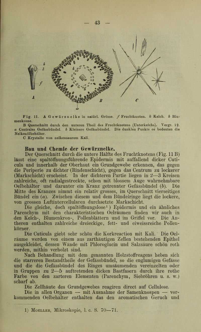 4 Fig. 11. Ä Gewürznelke in natürl. Grösse. /Fruchtknoten, k Kelch, b Blu- menkrone. B Querschnitt durch den unteren Theil des Fruchtknotens (Uuterkelchs). Vergr. 12. a Centrales Gefässbündel. b Kleinere Gefässbündel. Die dunklen Punkte oe bedeuten die Nelkenölbehälter. C Krystalle von nelkensaurem Kali. Bau und Chemie der Gewürznelke. Der Querschnitt durch die untere Hälfte des Fruchtknotens (Fig. 11B) lässt eine spaltöifnungsführende Epidermis mit auffallend dicker Cuti- cula und innerhalb der Oberhaut ein Grundgewebe erkennen, das gegen die Periperie zu dichter (Rindenschiebt), gegen das Centrum zu lockerer (Markschicht) erscheint. In der dichteren Partie liegen in 2—3 Kreisen zahlreiche, oft radialgestreckte, schon mit blossem Auge wahrnehmbare Oelbehälter und darunter ein Kranz getrennter Gefässbündel (&). Die Mitte des Kranzes nimmt ein relativ grosses, im Querschnitt vierseitiges Bündel ein (a). Zwischen diesem und dem Bündeiringe liegt die lockere, von grossen Luftintercellularen durchsetzte Markschicht. Die gleiche, doch spaltöffnungslose1) Epidermis und ein ähnliches Parenchym mit den charakteristischen Oelräumen finden wir auch in den Kelch-, Blumenkron-, Pollenblättern und im Griffel vor. Die An- theren enthalten zahlreiche dreieckige, fett- und eiweissreiche Polleu- körner. Die Cuticula giebt sehr schön die Korkreaction mit Kali. Die Oel- räume werden von einem aus zarthäutigen Zellen bestehenden Epithel ausgekleidet, dessen Wände mit Phloroglucin und Salzsäure schön roth werden, mithin verholzt sind. Nach Behandlung mit dem genannten Holzstoffreagens heben sich die starreren Bestandtheile der Gefässbündel, so die englumigen Gefässe und die die Gefässbündel des Ringes umsäumenden vereinzelten oder in Gruppen zu 2—5 auftretenden dicken Bastfasern durch ihre rothe Farbe von den zarteren Elementen (Parenchym, Siebröhren u. s. w.) scharf ab. Die Zellhäute des Grundgewebes reagiren direct auf Cellulose. Die in allen Organen — mit Ausnahme der Samenknospen — vor- kommenden Oelbehälter enthalten das den aromatischen Geruch und 1) Moellee, Mikroskopie, 1. c. S. 70—71.