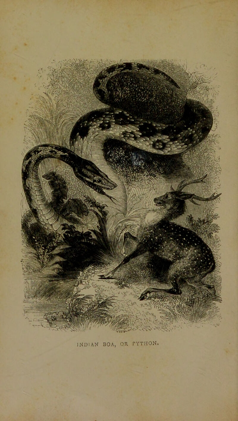 INDIAN BOA, OR PYTHON