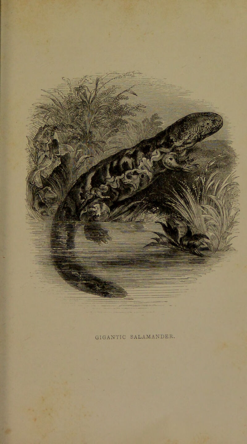 GIGANTIC SALAMANDEK,