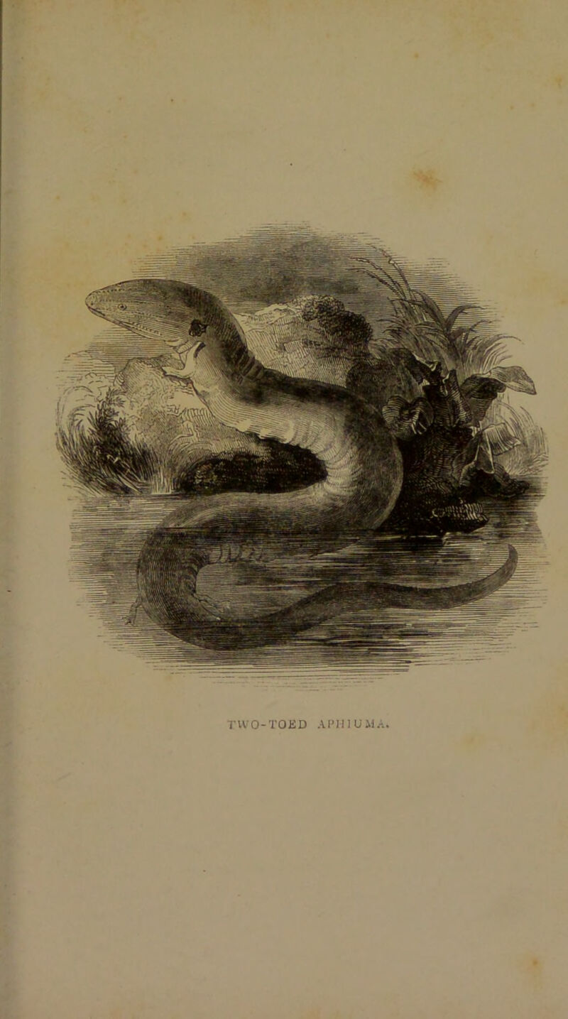 >1 two-toed Al'MIUiiA.