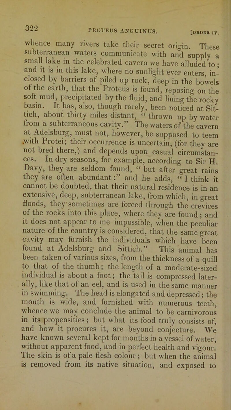 PROTEUS ANGUINUS. [obue» iv. whence many rivers take tlieir secret origin. These subterranean waters communicate with and supply a small lake in the celebrated cavern we have alluded to ; and it is in this lake, where no sunlight ever enters in- closed by barriers of piled up rock, deep in the bowels of the earth, that the Proteus is found, reposing on the soft mud, precipitated by the fluid, and lining the rocky basin. It has, also, though rarely, been noticed at Sit- tich, about thirty miles distant, “ thrown up by water from a subterraneous cavity.” The waters of the cavern at Adelsburg, must not, however, be supposed to teem .with Protei; their occurrence is uncertain, (for they are not bred there,) and depends upon casual circumstan- ces. In dry seasons, for example, according to Sir H. Davy, they are seldom found, “ but after great rains they are often abundantand he adds, “ I think it cannot be doubted, that their natural residence is in an extensive, deep, subterranean lake, from which, in great floods, they sometimes are forced through the crevices of the rocks into this place, where they are found; and it does not appear to me impossible, when the peculiar nature of the country is considered, that the same great cavity may furnish the individuals which have been found at Adelsburg and Sittich.” This animal has been taken of various sizes, from the thickness of a quill to that of the thumb; the length of a moderate-sized individual is about a foot; the tail is compressed later- ally, like that of an eel, and is used in the same manner in swimming. The head is elongated and depressed; the mouth is wide, and furnished with numerous teeth, whence we may conclude the animal to be carnivorous in its propensities ; but what its food truly consists of, and how it procures it, are beyond conjecture. We have known several kept for months in a vessel of water, without apparent food, and in perfect health and vigour. The skin is of a pale flesh colour ; but when the animal is removed from its native situation, and exposed to