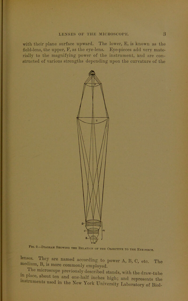with their plane surface upward. The lower, E, is known as the field-lens, the upper, F, ns the eye-lens. Eye-pieces add very mate- rially to the magnifying power of the instrument, and are con- structed of various strengths depending upon the curvature of the Fig. 2. Diagram Showing the Relation op the Objective to the Eve-piece. lenses. They are named according to power A, B, C, etc. The medium, B, is more commonly employed. I he microscope previously described stands, with the draw-tube iustrn'n? ^ ^ °ne'half inches hiShJ and represents the instruments used m the New York University Laboratory of Biol-