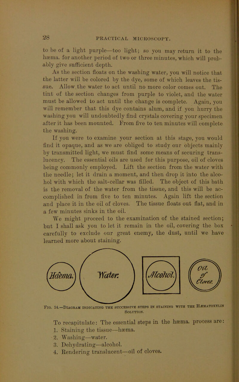 to be of a light purple—too light; so you may return it to the lisema. for another period of two or three minutes, which will prob- ably give sufficient depth. As the section floats on the washing water, you will notice that the latter will be colored by the dye, some of which leaves the tis- sue. Allow, the water to act until no more color comes out. The tint of the section changes from purple to violet, and the water must be allowed to act until the change is complete. Again, you will remember that this dye contains alum, and if you hurry the washing you will undoubtedly find crystals covering your specimen after it has been mounted. From five to ten minutes will complete the washing. If you were to examine your section at this stage, you would find it opaque, and as we are obliged to study our objects mainly by transmitted light, we must find some means of securing trans- lucency. The essential oils are used for this purpose, oil of cloves being commonly employed. Lift the section from the water with the needle; let it drain a moment, and then drop it into the alco- hol with which the salt-cellar was filled. The object of this bath is the removal of the water from the tissue, and this will be ac- complished in from five to ten minutes. Again lift the section and place it in the oil of cloves. The tissue floats out flat, and in a few minutes sinks in the oil. We might proceed to the examination of the stained section; but I shall ask you to let it remain in the oil, covering the box carefully to exclude our great enemy, the dust, until wre have learned more about staining. Fig. 14.—Diagram indicating the successive steps in staining with the Hematoxylin ftOT.TT'TTnV To recapitulate: The essential steps in the hsema. process are: 1. Staining the tissue—hoerna. 2. Washing—water. 3. Dehydrating—alcohol. 4. Rendering translucent—oil of cloves.