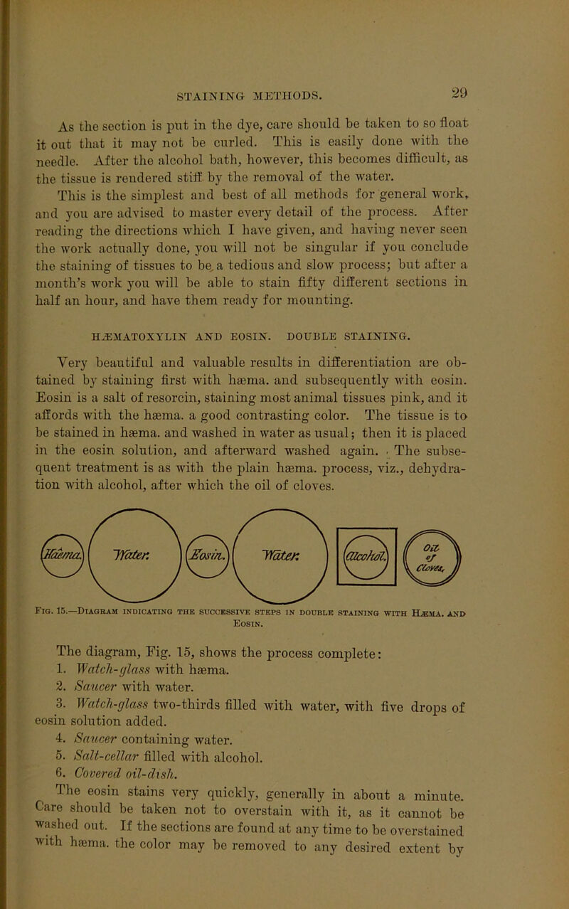 As the section is put in the dye, care should be taken to so float it out that it may not be curled. This is easily done with the needle. After the alcohol bath, however, this becomes difficult, as the tissue is rendered stiff by the removal of the water. This is the simplest and best of all methods for general work, and you are advised to master every detail of the process. After reading the directions which I have given, and having never seen the work actually done, you will not be singular if you conclude the staining of tissues to be. a tedious and slow process; but after a month’s work you will be able to stain fifty different sections in half an hour, and have them ready for mounting. HEMATOXYLIN AND EOSIN. DOUBLE STAINING. Very beautiful and valuable results in differentiation are ob- tained by staining first with haema. and subsequently with eosin. Eosin is a salt of resorcin, staining most animal tissues pink, and it affords with the haema. a good contrasting color. The tissue is to be stained in haema. and washed in water as usual; then it is placed in the eosin solution, and afterward washed again. . The subse- quent treatment is as with the plain hsema. process, viz., dehydra- tion with alcohol, after which the oil of cloves. Fig. 15.—Diagram indicating the successive steps in double staining with Hsima. and Eosin. The diagram. Fig. 15, shows the process complete: 1. Watch-glass with haema. 2. Saucer with water. 3. Watch-glass two-thirds filled with water, with five drops of eosin solution added. 4. Saucer containing water. 5. Salt-cellar filled with alcohol. 6. Covered oil-dish. The eosin stains very quickly, generally in about a minute. Care should be taken not to overstain with it, as it cannot be washed out. If the sections are found at any time to be overstained with haema. the color may be removed to any desired extent by