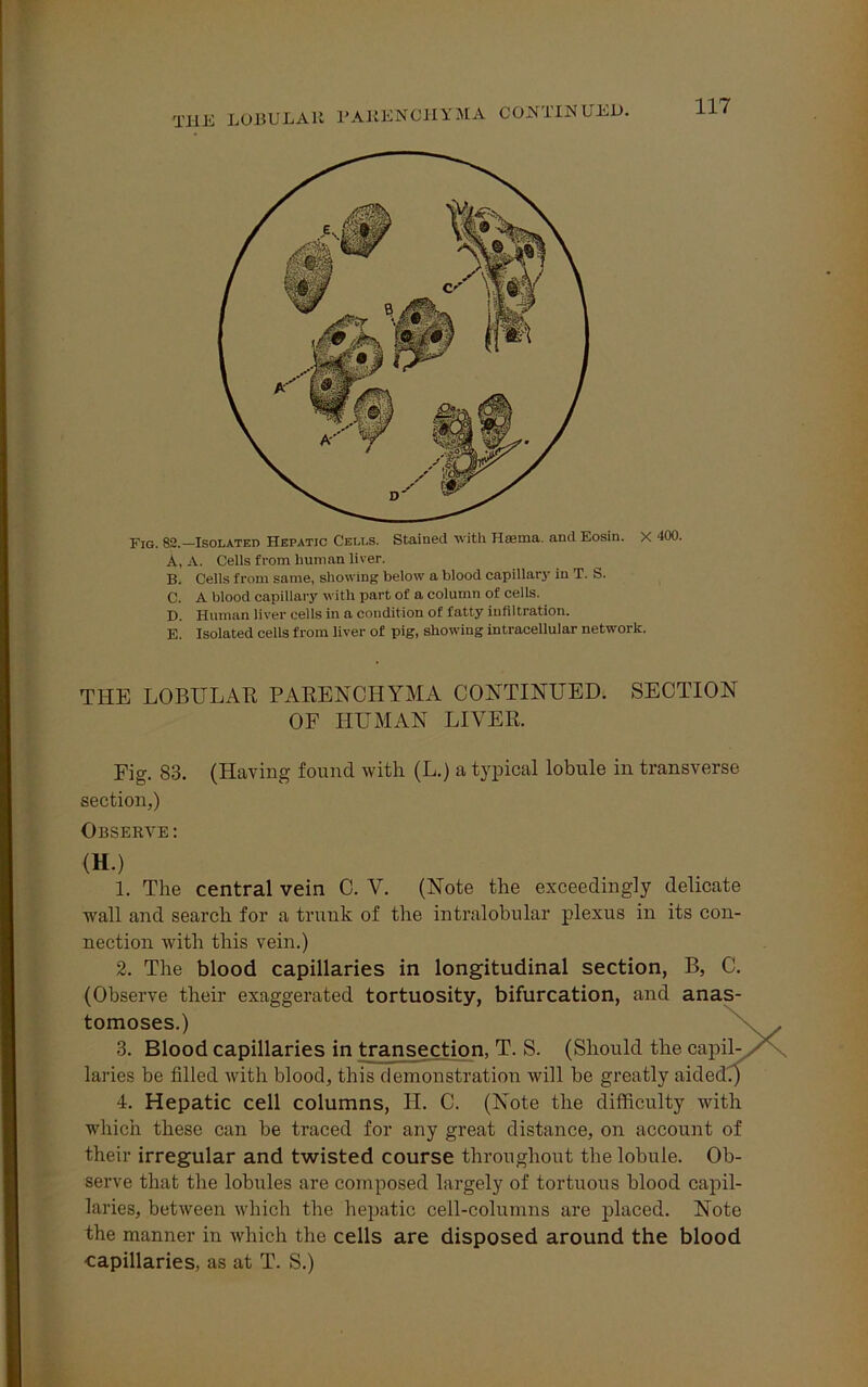THE LOBULAK PARENCHYMA CONTINUED. Fig. 82.-Isolated Hepatic Cells. Stained with Hmma. and Eosin. X 400. A. A. Cells from human liver. B. Cells from same, showing below a blood capillary in T. S. C. A blood capillary with part of a column of cells. D. Human liver cells in a condition of fatty infiltration. E. Isolated cells from liver of pig, showing intracellular network. THE LOBULAR PARENCHYMA CONTINUED. SECTION OF HUMAN LIVER. Fig. 83. (Having found with (L.) a typical lobule in transverse section,) Observe: (H.) 1. The central vein C. V. (Note the exceedingly delicate wall and search for a trunk of the intralobular plexus in its con- nection with this vein.) 2. The blood capillaries in longitudinal section, B, C. (Observe their exaggerated tortuosity, bifurcation, and anas- tomoses.) 3. Blood capillaries in transection, T. S. (Should the capil- laries be filled with blood, this demonstration will be greatly aided.) 4. Hepatic cell columns, H. C. (Note the difficulty with which these can be traced for any great distance, on account of their irregular and twisted course throughout the lobule. Ob- serve that the lobules are composed largely of tortuous blood capil- laries, between which the hepatic cell-columns are placed. Note the manner in which the cells are disposed around the blood capillaries, as at T. S.)