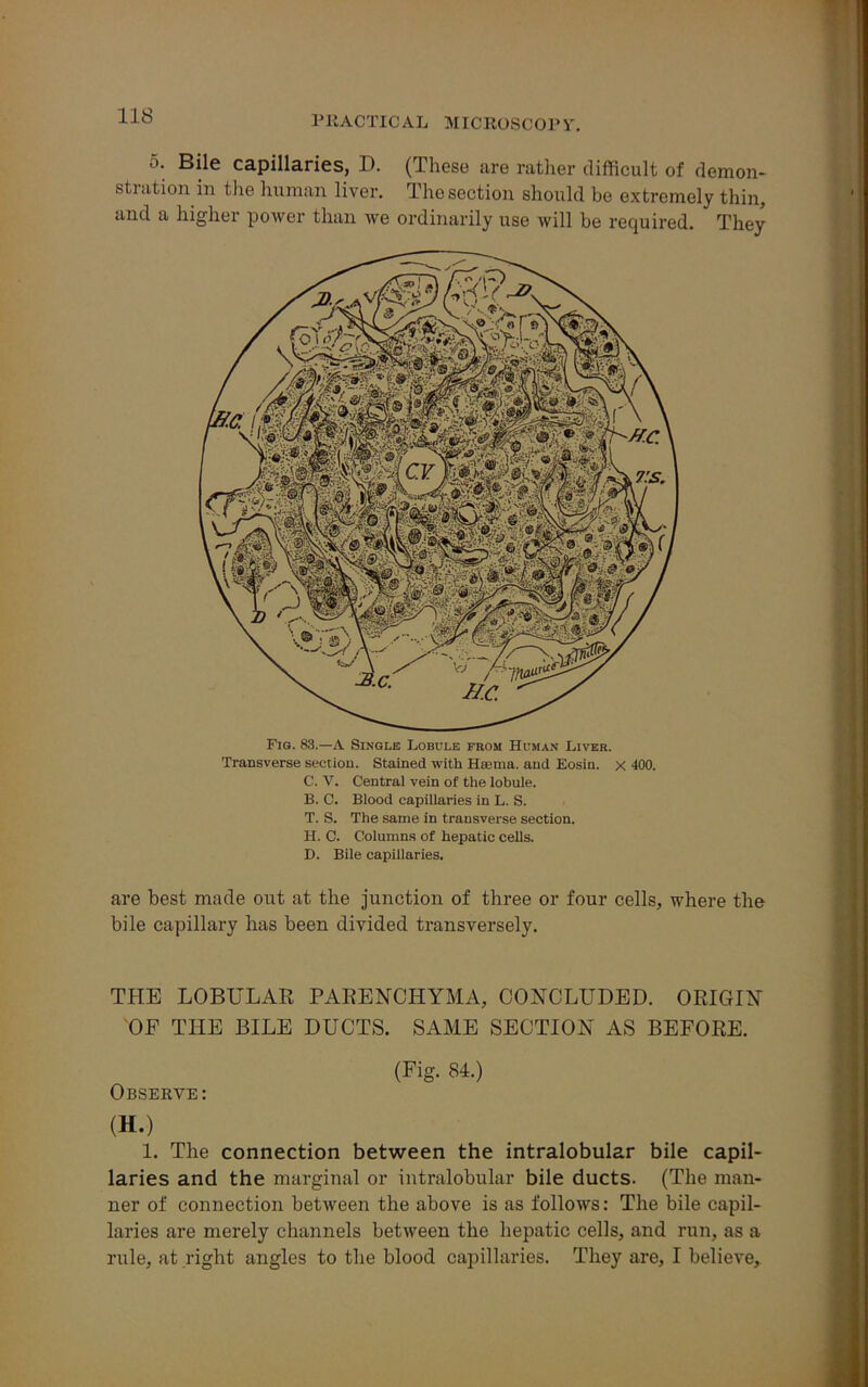 5. Bile capillaries, D. (These are rather difficult of demon- stration in the human liver. The section should be extremely thin, and a higher power than we ordinarily use will be required. They Fig. 83.—A Single Lobule from Human Liver. Transverse section. Stained with Hsema. and Eosin. x 400. C. V. Central vein of the lobule. B. C. Blood capillaries in L. S. T. S. The same in transverse section. H. C. Columns of hepatic cells. D. Bile capillaries. are best made out at the junction of three or four cells, where the bile capillary has been divided transversely. THE LOBULAR PARENCHYMA, CONCLUDED. ORIGIN OP THE BILE DUCTS. SAME SECTION AS BEFORE. (Fig. 84.) Observe: (H.) 1. The connection between the intralobular bile capil- laries and the marginal or intralobular bile ducts. (The man- ner of connection between the above is as follows: The bile capil- laries are merely channels between the hepatic cells, and run, as a rule, at right angles to the blood capillaries. They are, I believe.