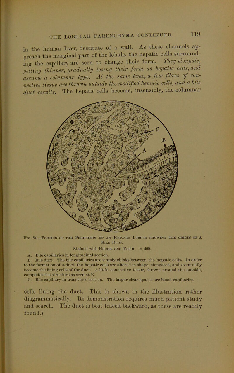 Fig. 84.—Portion op the Periphery op an Hepatic Lobule showing the origin op a Bile Duct. Stained with Hsema. and Eosin. x 400. A. Bile capillaries in longitudinal section. B. Bile duct. The bile capillaries are simply chinks between the hepatic cells. In order to the formation of a duct, the hepatic cells are altered in shape, elongated, and eventually become the lining cells of the duct. A little connective tissue, thrown around the outside, completes the structure as seen at B. C. Bile capillary in transverse section. The larger clear spaces are blood capillaries. cells lining the duct. This is shown in the illustration rather diagrammatically. Its demonstration requires much patient study and search. The duct is best traced backward, as these are readily found.) TIIE LOBULAR PARENCHYMA CONTINUED. in the human liver, destitute of a wall. As these channels ap- proach the marginal part of the lobule, the hepatic cells sunound- ing the capillary are seen to change their form. They elongate, getting thinner, gradually losing their form as hepatic cells, and assume a columnar type. At the same time, a few fibres of con- nective tissue are thrown outside the modified hepatic cells, and a bile duct results. The hepatic cells become, insensibly, the columnar