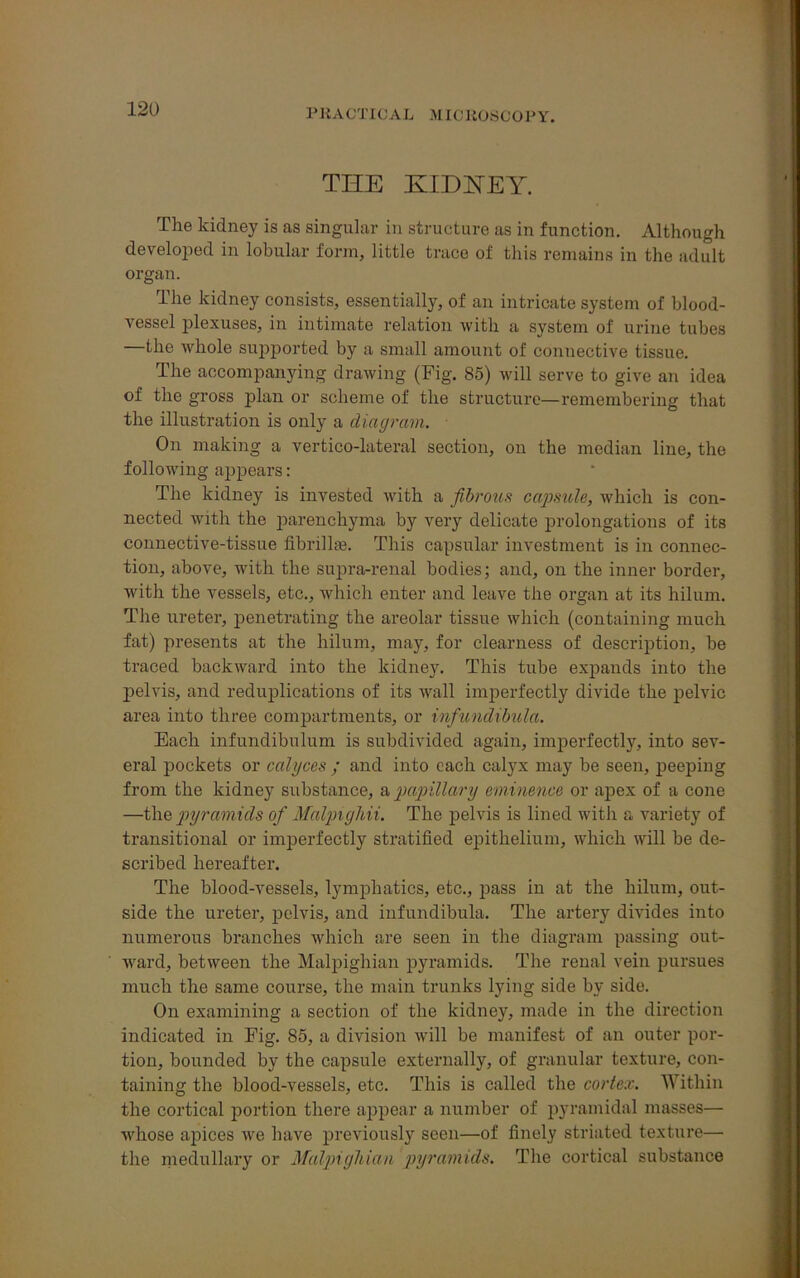 THE KIDHEY. The kidney is as singular in structure as in function. Although developed in lobular form, little trace of this remains in the adult organ. The kidney consists, essentially, of an intricate system of blood- vessel plexuses, in intimate relation with a system of urine tubes the whole supported by a small amount of connective tissue. The accompanying drawing (Fig. 85) will serve to give an idea of the gross plan or scheme of the structure—remembering that the illustration is only a diagram. On making a vertico-lateral section, on the median line, the following appears: The kidney is invested with a fibtmis capsule, which is con- nected with the parenchyma by very delicate prolongations of its connective-tissue fibrillee. This capsular investment is in connec- tion, above, with the supra-renal bodies; and, on the inner border, with the vessels, etc., which enter and leave the organ at its hilum. The ureter, penetrating the areolar tissue which (containing much fat) presents at the hilum, may, for clearness of description, be traced backward into the kidney. This tube expands into the pelvis, and reduplications of its wall imperfectly divide the pelvic area into three compartments, or infundibula. Each infundibulum is subdivided again, imperfectly, into sev- eral pockets or calyces ; and into each calyx may he seen, peeping from the kidney substance, a papillary eminence or apex of a cone —the pyramids of Malpighii. The pelvis is lined with a variety of transitional or imperfectly stratified epithelium, which will be de- scribed hereafter. The blood-vessels, lymphatics, etc., pass in at the hilum, out- side the ureter, pelvis, and infundibula. The artery divides into numerous branches which are seen in the diagram passing out- ward, between the Malpighian pyramids. The renal vein pursues much the same course, the main trunks lying side by side. On examining a section of the kidney, made in the direction indicated in Fig. 85, a division will be manifest of an outer por- tion, bounded by the capsule externally, of granular texture, con- taining the blood-vessels, etc. This is called the cortex. Within the cortical portion there appear a number of pyramidal masses— whose apices we have previously seen—of finely striated texture— the medullary or Malpighian pyramids. The cortical substance