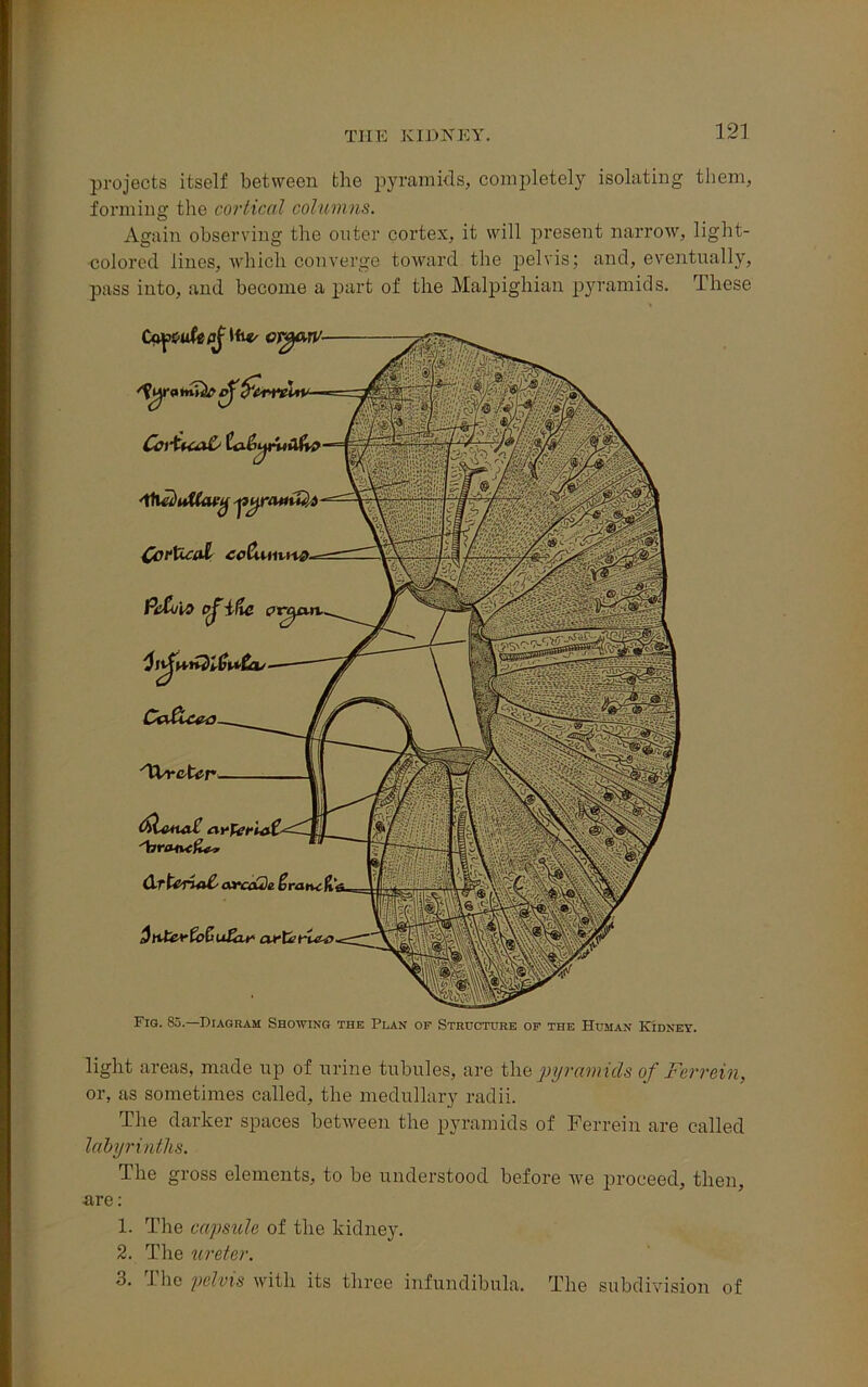 projects itself between the pyramids, completely isolating them, forming the cortical columns. Again observing the outer cortex, it will present narrow, light- colored lines, which converge toward the pelvis; and, eventually, pass into, and become a part of the Malpighian pyramids. These '*•11* i o: «>•; : hGr ergarv- •tilY^rattivlA Cortical coCuhmq. Pc&j'm pj’ifte crc^an. Ca&cea 'KWckcr IhLofuxC avU?rn> 'tonHK&t* Fig. 85.—Diagram Showing the Plan of Structure of the Human Kidney. light areas, made up of urine tubules, are the pyramids of -Forrein, or, as sometimes called, the medullary radii. The darker spaces between the pyramids of Ferrein are called labyrinths. The gross elements, to be understood before Ave proceed, then, •are: 1. The capsule of the kidney. 2. The ureter. 3. J he pelvis with its three infundibula. The subdivision of