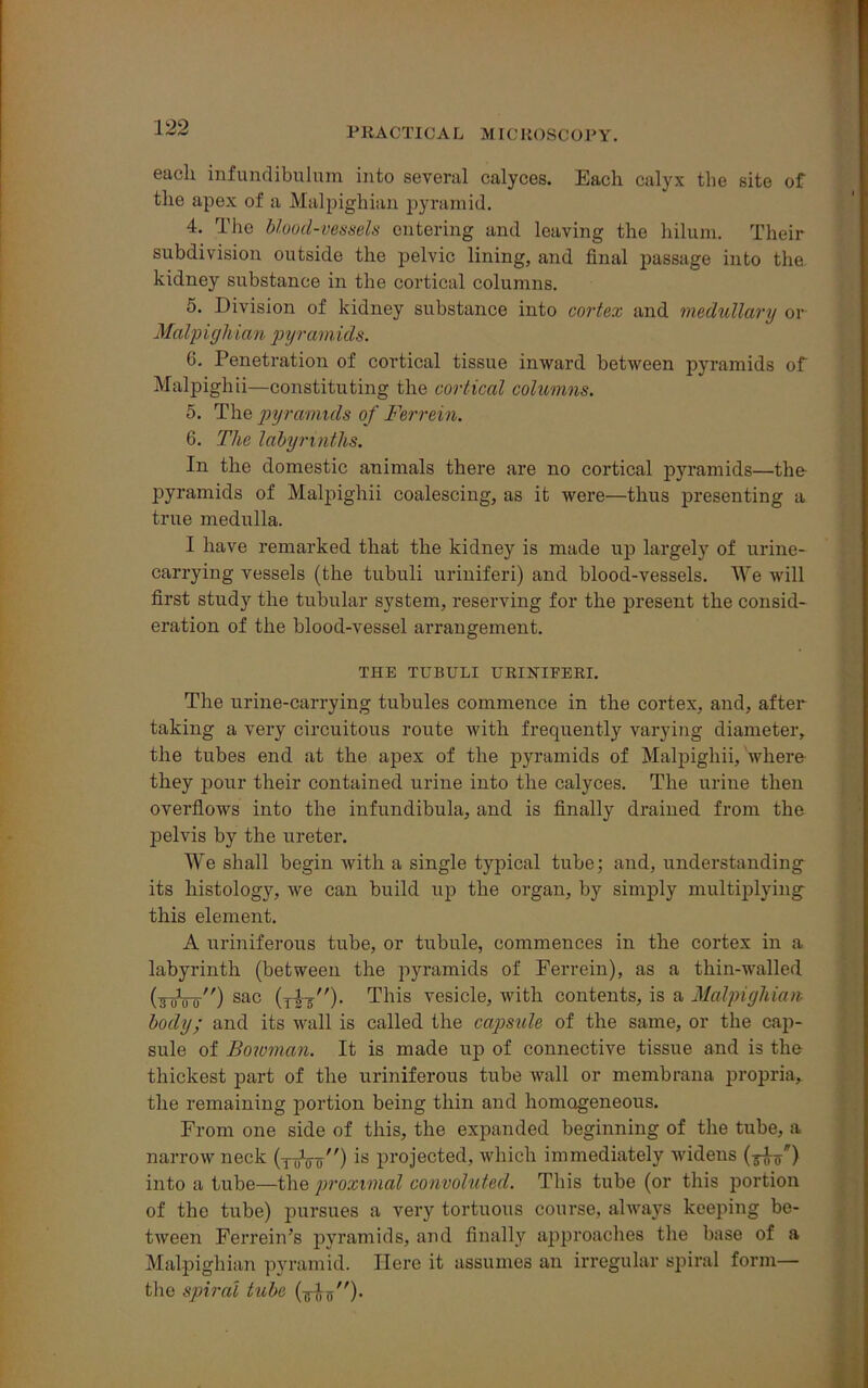 each infundibulum into several calyces. Each calyx the site of the apex of a Malpighian pyramid. 4. The blood-vessels entering and leaving the hilum. Their subdivision outside the pelvic lining, and final passage into the. kidney substance in the cortical columns. 5. Division of kidney substance into cortex and medullary or Malpigh ian pyramids. 0. Penetration of cortical tissue inward between pyramids of Malpighii—constituting the cortical columns. 5. The pyramids of Ferrein. 6. The labyrinths. In the domestic animals there are no cortical pyramids—the pyramids of Malpighii coalescing, as it were—thus presenting a true medulla. I have remarked that the kidney is made up largely of urine- carrying vessels (the tubuli uriniferi) and blood-vessels. We will first study the tubular system, reserving for the present the consid- eration of the blood-vessel arrangement. THE TUBULI URINIFERI. The urine-carrying tubules commence in the cortex, and, after taking a very circuitous route with frequently varying diameter, the tubes end at the apex of the pyramids of Malpighii, where they pour their contained urine into the calyces. The urine then overflows into the infundibula, and is finally drained from the pelvis by the ureter. We shall begin with a single typical tube; and, understanding its histology, we can build up the organ, by simply multiplying this element. A uriniferous tube, or tubule, commences in the cortex in a labyrinth (between the pyramids of Eerrein), as a thin-walled (jufo) sac (rij)- This vesicle, with contents, is a Malpighian body; and its wall is called the capsule of the same, or the cap- sule of Bowman. It is made up of connective tissue and is the thickest part of the uriniferous tube wall or membrana propria, the remaining portion being thin and homogeneous. From one side of this, the expanded beginning of the tube, a narrow neck (y^) is projected, which immediately widens into a tube—the proximal convoluted. This tube (or this portion of the tube) pursues a very tortuous course, always keeping be- tween Ferrein’s pyramids, and finally approaches the base of a Malpighian pyramid. Here it assumes an irregular spiral form— the spiral tube