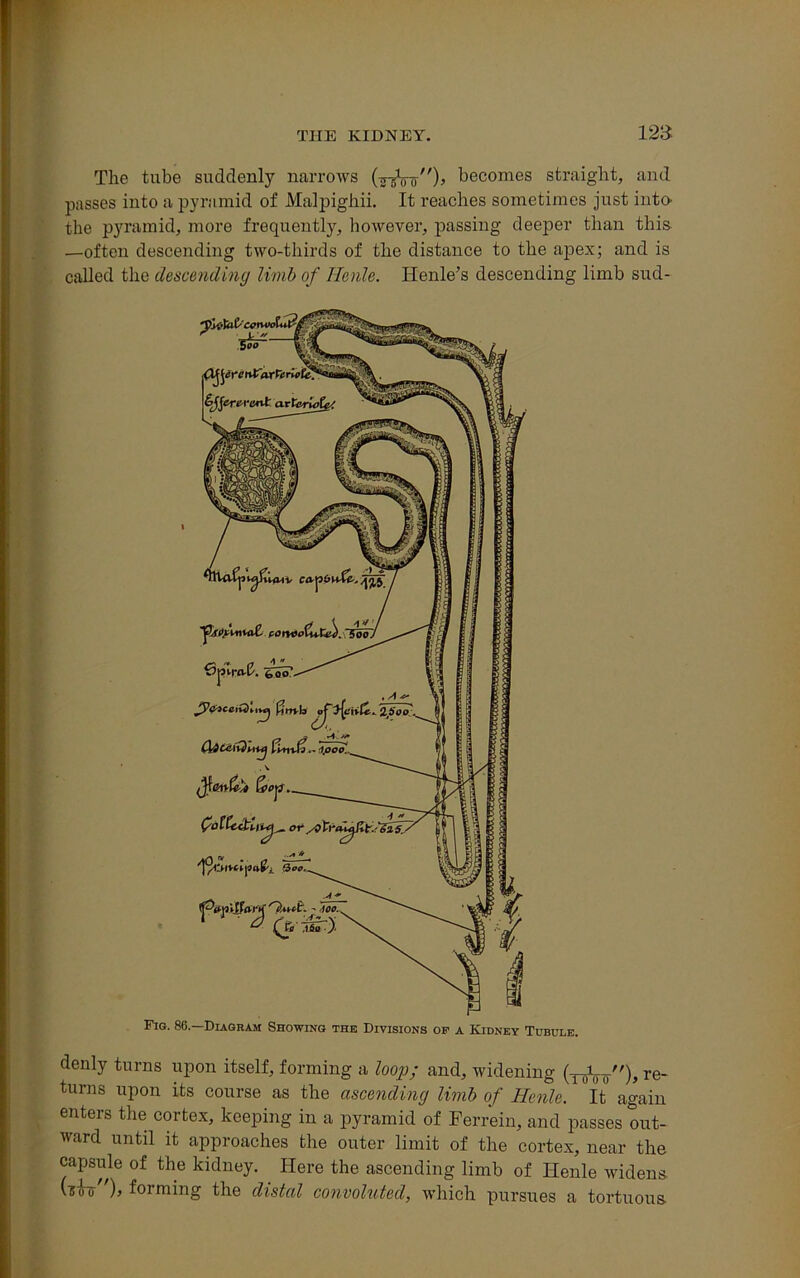 123- The tube suddenly narrows GrgVo)* becomes straight, and passes into a pyramid of Malpighii. It reaches sometimes just into- the pyramid, more frequently, however, passing deeper than this —often descending two-thirds of the distance to the apex; and is called the descending limb of Henle. Henle’s descending limb sud- denly turns upon itself, forming a loop; and, widening (TDi00), re- turns upon its course as the ascending limb of Henle. It again enters the cortex, keeping in a pyramid of Ferrein, and passes out- ward until it approaches the outer limit of the cortex, near the capsule of the kidney. Here the ascending limb of Henle widens vsW), forming the distal convoluted, which pursues a tortuous