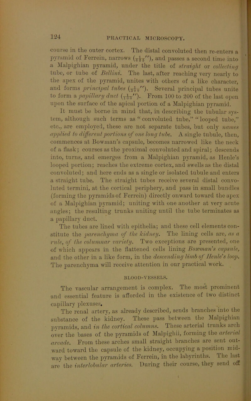 course in the outer cortex. The distal convoluted then re-enters a pyramid of Ferrein, narrows ), and passes a second time into a Malpighian pyramid, under the title of straight or colluding tube, or tube of Bellini. The last, after reaching very nearly to the apex of the pyramid, unites with others of a like character, and forms principal tubes (TW). Several principal tubes unite to form a papillary dud (j-for). From 100 to 200 of the last open upon the surface of the apical portion of a Malpighian pyramid. It must be borne in mind that, in describing the tubular sys- tem, although such terms as “ convoluted tube,” “ looped tube,” etc., are employed, these are not separate tubes, but only names applied to different portions of one long tube. A single tubule, then, commences at Bowman’s capsule, becomes narrowed like the neck of a flask ; courses as the proximal convoluted and spiral; descends into, turns, and emerges from a Malpighian pyramid, as Henle’s looped portion; reaches the extreme cortex, and swells as the distal convoluted; and here ends as a single or isolated tubule and enters a straight tube. The straight tubes receive several distal convo- luted termini, at the cortical periphery, and pass in small bundles (forming the pyramids of Ferrein) directly onward toward the apex of a Malpighian pyramid; uniting with one another at very acute angles; the resulting trunks uniting until the tube terminates as a papillary duct. The tubes are lined with epithelia; and these cell elements con- stitute the parenchyma of the kidney. The lining cells are, as a rule, of the columnar variety. Two exceptions are presented, one of which appears in the flattened cells lining Bowman’s capsule, and the other in a like form, in the descending limb of Henle’s loop. The parenchyma will receive attention in our practical work. BLOOD-VESSELS. The vascular arrangement is complex. The most prominent and essential feature is afforded in the existence of two distinct capillary plexuses. The renal artery, as already described, sends branches into the substance of the kidney. These pass between the Malpighian pyramids, and in the cortical columns. These arterial trunks arch over the bases of the pyramids of Malpighii, forming the arterial arcade. From these arches small straight branches are sent out- ward toward the capsule of the kidney, occupying a position mid- way between the pyramids of Ferrein, in the labyrinths. The last are the interlobular arteries. During their course, they send off
