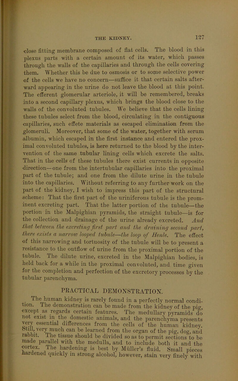 close fitting membrane composed of flat cells. The blood in this plexus parts with a certain amount of its water, which passes through the walls of the capillaries and through the cells covering them. Whether this be due to osmosis or to some selective power of the cells we have no concern—suffice it that certain salts after- ward appearing in the urine do not leave the blood at this point. The efferent glomerular arteriole, it will be remembered, breaks into a second capillary plexus, which brings the blood close to the walls of the convoluted tubules. We believe that the cells lining these tubules select from the blood, circulating in the contiguous capillaries, such effete materials as escaped elimination from the glomeruli. Moreover, that some of the water, together with serum albumin, which escaped in the first instance and entered the prox- imal convoluted tubules, is here returned to the blood by the inter- vention of the same tubular lining cells which excrete the salts. That in the cells of these tubules there exist currents in opposite direction—one from the intertubular capillaries into the proximal part of the tubule; and one from the dilute urine in the tubule into the capillaries. Without referring to any further work on the part of the kidney, I wish to impress this part of the structural scheme: That the first part of the uriniferous tubule is the prom- inent excreting part. That the latter portion of the tubule—the portion in the Malpighian pyramids, the straight tubule—is for the collection and drainage of the urine already excreted. And that between the excreting first part and the draining second part, there exists a narrow looped tubule—the loop of Henle. The effect of this narrowing and tortuosity of the tubule will be to present a resistance to the outflow of urine from the proximal portion of the tubule. The dilute urine, excreted in the Malpighian bodies, is held back for a while in the proximal convoluted, and time given for the completion and perfection of the excretory processes by the tubular parenchyma. PRACTICAL DEMONSTRATION. . 'hhe human kidney is rarely found in a perfectly normal condi- tion. 1 he demonstraticm can be made from the kidney of the pio- except as regards certain features. The medullary pyramids do not exist in the domestic animals, and the parenchyma presents veiy essential differences from the cells of the human kidney. Stili, very much can be learned from the organ of the pig, dog, and rabbit. The tissue should be divided so as to permit sections to be made parallel with the medulla, and to include both it and the cortex. The hardening is best by Muller’s fluid. Small pieces Hardened cpuckly m strong alcohol, however, stain very finely with