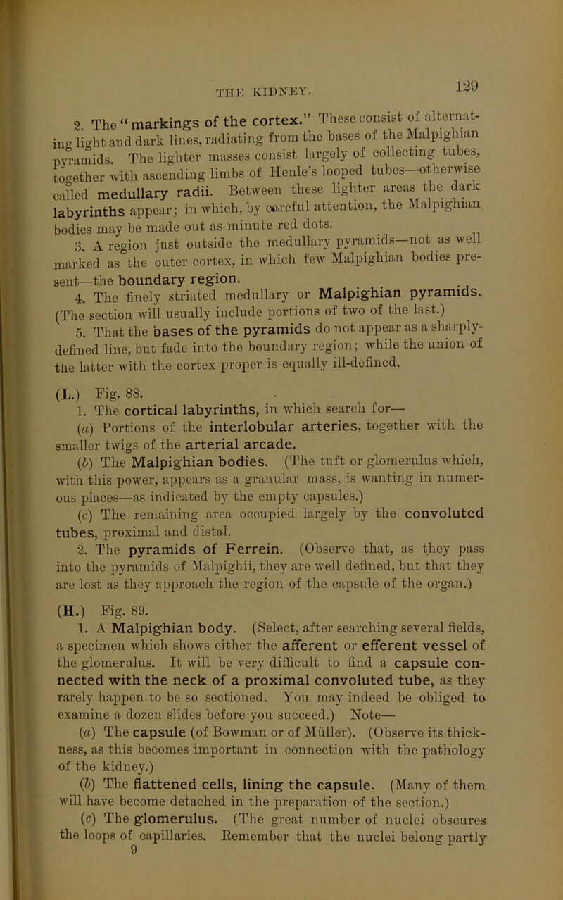 2. The “ markings of the cortex.” These consist of alternat- ing lio-ht and dark lines, radiating from the bases of the Malpighian pyramids. The lighter masses consist largely of collecting tubes, together with ascending limbs of Henle's looped tubes—otherwise called medullary radii. Between these lighter areas the dark labyrinths appear; in which, by otireful attention, the Malpighian bodies may be made out as minute red dots, 3. A region just outside the medullary pyramids—not as well marked as the outer cortex, in which few Malpighian bodies pre- sent—the boundary region. 4. The finely striated medullary or Malpighian pyramids. (The section will usually include portions of two of the last.) 5. That the bases of the pyramids do not appear as a sharply- defined line, but fade into the boundary region; while the union of the latter with the cortex proper is equally ill-defined. (L.) Fig. 88. 1. The cortical labyrinths, in which search for— (a) Portions of the interlobular arteries, together with the smaller twigs of the arterial arcade. (b) The Malpighian bodies. (The tuft or glomerulus which, with this power, appears as a granular mass, is wanting in numer- ous places—as indicated by the empty capsules.) (c) The remaining area occupied largely by the convoluted tubes, proximal and distal. 2. The pyramids of Ferrein. (Observe that, as they pass into the pyramids of Malpighii, they are well defined, but that they are lost as they approach the region of the capsule of the organ.) (H.) Fig. 89. 1. A Malpighian body. (Select, after searching several fields, a specimen which shows either the afferent or efferent vessel of the glomerulus. It will be very difficult to find a capsule con- nected with the neck of a proximal convoluted tube, as they rarely happen to be so sectioned. You may indeed be obliged to examine a dozen slides before you succeed.) Note— (a) The capsule (of Bowman or of Muller). (Observe its thick- ness, as this becomes important in connection with the pathology of the kidney.) (b) The flattened cells, lining the capsule. (Many of them will have become detached in the preparation of the section.) (c) The glomerulus. (The great number of nuclei obscures the loops of capillaries. Remember that the nuclei belong partly