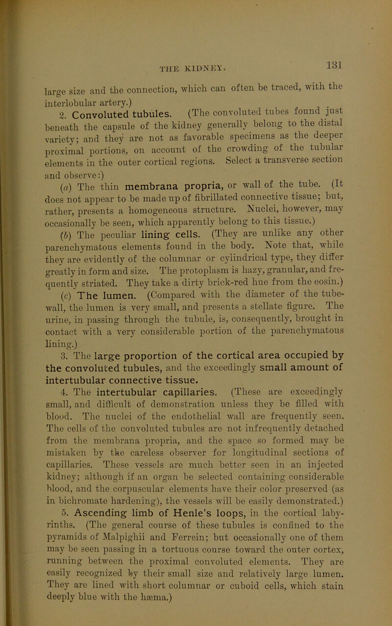 laree size and the connection, which can often be traced, with the interlobular artery.) 2. Convoluted tubules. (The convoluted tubes found just beneath the capsule of the kidney generally belong to the distal variety; and they are not as favorable specimens as the deeper proximal portions, on account of the crowding of the tubulai elements in the outer cortical regions. Select a transverse section and observe:) (a) The thin membrana propria, or wall of the tube. (It does not appear to be made up of fibrillated connective tissue; but, rather, presents a homogeneous structure. Nuclei, however, may occasionally be seen, which apparently belong to this tissue.) (,b) The peculiar lining cells. (They are unlike any other parenchymatous elements found in the body. Note that, while they are evidently of the columnar or cylindrical type, they differ greatly in form and size. The protoplasm is hazy, granular, and fre- quently striated. They take a dirty brick-red hue from the eosin.) (c) The lumen. (Compared with the diameter of the tube- wall, the lumen is very small, and presents a stellate figure. The urine, in passing through the tubule, is, consequently, brought in contact with a very considerable portion of the parenchymatous lining.) 3. The large proportion of the cortical area occupied by the convoluted tubules, and the exceedingly small amount of intertubular connective tissue. 4. The intertubular capillaries. (These are exceedingly small, and difficult of demonstration unless they be filled with blood. The nuclei of the endothelial wall are frequently seen. The cells of the convoluted tubules are not infrequently detached from the membrana propria, and the space so formed may be mistaken by the careless observer for longitudinal sections of capillaries. These vessels are much better seen in an injected kidney; although if an organ be selected containing considerable blood, and the corpuscular elements have their color preserved (as in bichromate hardening), the vessels will be easily demonstrated.) 5. Ascending limb of Henle’s loops, in the cortical laby- rinths. (The general course of these tubules is confined to the pyramids of Malpighii and Ferrein; but occasionally one of them may be seen passing in a tortuous course toward the outer cortex, running between the proximal convoluted elements. They are easily recognized by their small size and relatively large lumen. They are lined with short columnar or cuboid cells, which stain deeply blue with the haema.)
