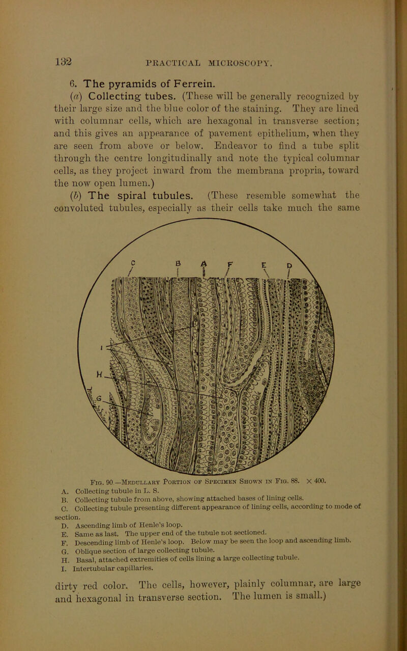 6. The pyramids ofFerrein. (n) Collecting tubes. (These will be generally recognized by their large size and the blue color of the staining. They are lined with columnar cells, which are hexagonal in transverse section; and this gives an appearance of pavement epithelium, when they are seen from above or below. Endeavor to find a tube split through the centre longitudinally and note the typical columnar cells, as they project inward from the rnembrana propria, toward the now open lumen.) (b) The spiral tubules. (These resemble somewhat the convoluted tubules, especially as their cells take much the same Fig. 90 —Medullary Portion of Specimen Shown in Fig. 88. x 400. A. Collecting tubule in L. S. B. Collecting tubule from above, showing attached bases of lining cells. C. Collecting tubule presenting different appearance of lining cells, according to mode of section. D. Ascending limb of Henle's loop. E. Same as last. The upper end of the tubule not sectioned. F. Descending limb of Henle's loop. Below may be seen the loop and ascending limb. G. Oblique section of large collecting tubule. H. Basal, attached extremities of cells lining a large collecting tubule. I. Intertubular capillaries. dirty red color. The cells, however, plainly columnar, are large and hexagonal in transverse section. The lumen is small.)