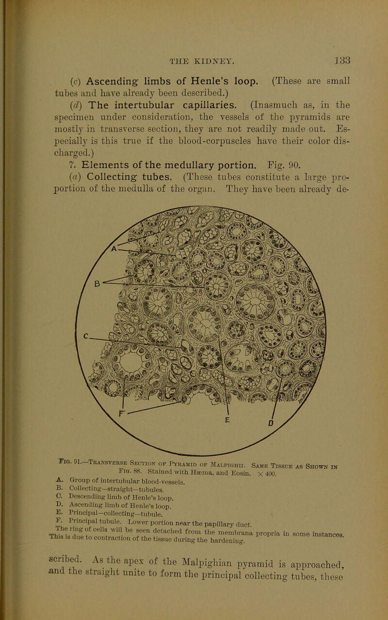 (c) Ascending limbs of Henle’s loop. (These are small tubes and have already been described.) (d) The intertubular capillaries. (Inasmuch as, in the specimen under consideration, the vessels of the pyramids are mostly in transverse section, they are not readily made out. Es- pecially is this true if the blood-corpuscles have their color dis- charged.) 7. Elements of the medullary portion. Fig. 90. (a) Collecting tubes. (These tubes constitute a large pro- portion of the medulla of the organ. They have been already de- Fig. 91. Transverse Section of Pyramid of Malpighii. Same Tissue as Shown in Fig. 88. Stained with Hsema, and Eosin. x 400. Group of intertubular blood-vessels. Collecting—straight—tubules. Descending limb of Henle’s loop. Ascending limb of Henle’s loop. Principal—collecting—tubule. Principal tubule. Lower portion near the papillary duct. TWs is dut to contraction6 TtT ?efaCh'd from the ™mbrana propria in some instances, rms is due to contraction of the tissue during the hardening. A. B. C. D. E. F. scribed. As the apex of the Malpighian pyramid is approached, and the straight unite to form the principal collecting tubes, these