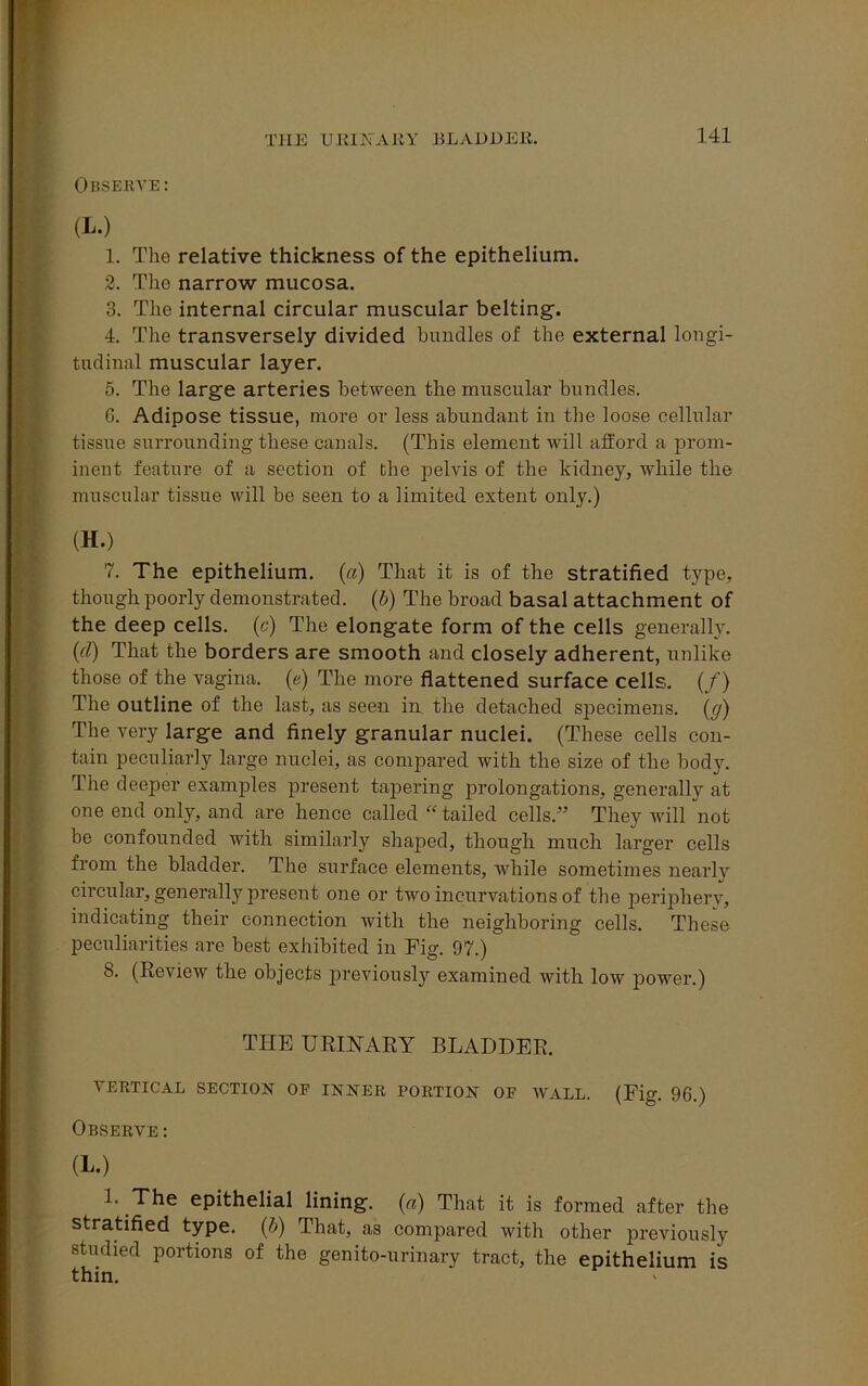 Observe: (I.) 1. The relative thickness of the epithelium. 2. The narrow mucosa. 3. The internal circular muscular belting. 4. The transversely divided bundles of the external longi- tudinal muscular layer. 5. The large arteries between the muscular bundles. 6. Adipose tissue, more or less abundant in the loose cellular tissue surrounding these canals. (This element will afford a prom- inent feature of a section of the pelvis of the kidney, while the muscular tissue will be seen to a limited extent only.) (H.) 7. The epithelium, (a) That it is of the stratified type, though poorly demonstrated, (b) The broad basal attachment of the deep cells, (c) The elongate form of the cells generally. (cl) That the borders are smooth and closely adherent, unlike those of the vagina, (a) The more flattened surface cells. (/) The outline of the last, as seen in the detached sjiecimens. (g) The very large and finely granular nuclei. (These cells con- tain peculiarly large nuclei, as compared with the size of the body. The deeper examines present tapering prolongations, generally at one end only, and are hence called “ tailed cells.” They will not be confounded with similarly shaped, though much larger cells from the bladder. The surface elements, while sometimes nearly circular, generally present one or two incurvations of the periphery, indicating their connection with the neighboring cells. These peculiarities are best exhibited in Fig. 97.) 8. (Review the objects previously examined with low power.) THE URINARY BLADDER. VERTICAL SECTION OF INNER PORTION OF WALL. (Fig. 96.) Observe : (L.) 1. The epithelial lining. («) That it is formed after the stratified type, (b) That, as compared with other previously studied portions of the genito-urinary tract, the epithelium is thin.