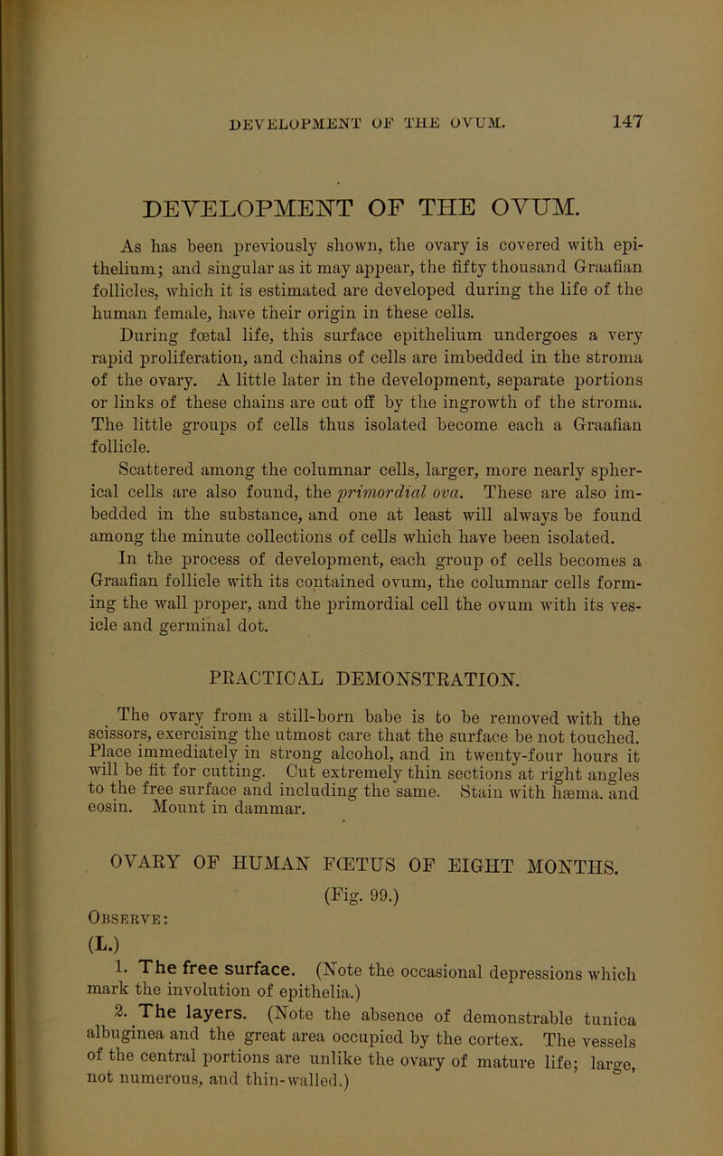 DEVELOPMENT OF THE OVUM. As has been previously shown, the ovary is covered with epi- thelium; ancl singular as it may appear, the fifty thousand Graafian follicles, which it is estimated are developed during the life of the human female, have their origin in these cells. During foetal life, this surface epithelium undergoes a very rapid proliferation, and chains of cells are imbedded in the stroma of the ovary. A little later in the development, separate portions or links of these chains are cut off by the ingrowth of the stroma. The little groups of cells thus isolated become each a Graafian follicle. Scattered among the columnar cells, larger, more nearly spher- ical cells are also found, the 'primordial ova. These are also im- bedded in the substance, and one at least will always be found among the minute collections of cells which have been isolated. In the process of development, each group of cells becomes a Graafian follicle with its contained ovum, the columnar cells form- ing the wall proper, and the primordial cell the ovum with its ves- icle and germinal dot. PRACTICAL DEMONSTRATION. The ovary from a still-born babe is to be removed with the scissors, exercising the utmost care that the surface be not touched. Place immediately in strong alcohol, and in twenty-four hours it will be fit for cutting. Cut extremely thin sections at right angles to the free surface and including the same. Stain with haema. and eosin. Mount in dammar. OVARY OF HUMAN FCETUS OF EIGHT MONTHS. (Fig. 99.) Observe: (I.) 1. The free surface. (Note the occasional depressions which mark the involution of epithelia.) 2. The layers. (Note the absence of demonstrable tunica albuginea and the great area occupied by the cortex. The vessels of the central portions are unlike the ovary of mature life; large, not numerous, and thin-walled.)