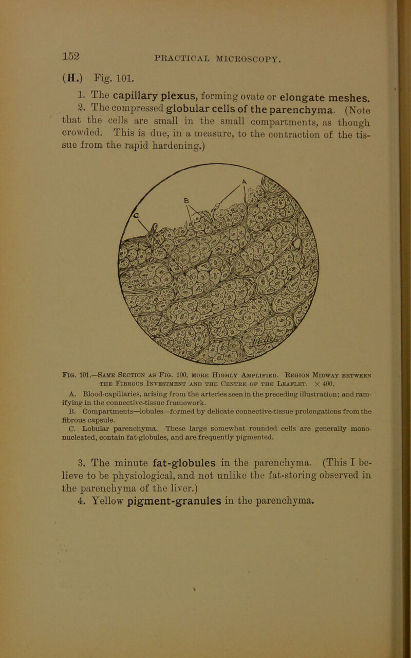 (H.) Fig. 101. 1. The capillary plexus, forming ovate or elongate meshes. 2. The compressed globular cells of the parenchyma. (Note that the cells are small in the small compartments, as though crowded. This is due, in a measure, to the contraction of the tis- sue from the rapid hardening.) Fig. 101.—Same Section as Fig. 100, more Highly Amplified. Region Midway between the Fibrous Investment and the Centre of the Leaflet. X 400. A. Blood-capillaries, arising from the arteries seen in the preceding illustration; and ram- ifying in the connective-tissue framework. B. Compartments—lobules—formed by delicate connective-tissue prolongations from the fibrous capsule. C. Lobular parenchyma. These large somewhat rounded cells are generally mono- nucleated, contain fat-globules, and are frequently pigmented. 3. The minute fat-globules in the parenchyma. (This I be- lieve to be physiological, and not unlike the fat-storing observed in the parenchyma of the liver.) 4. Yellow pigment-granules in the parenchyma.