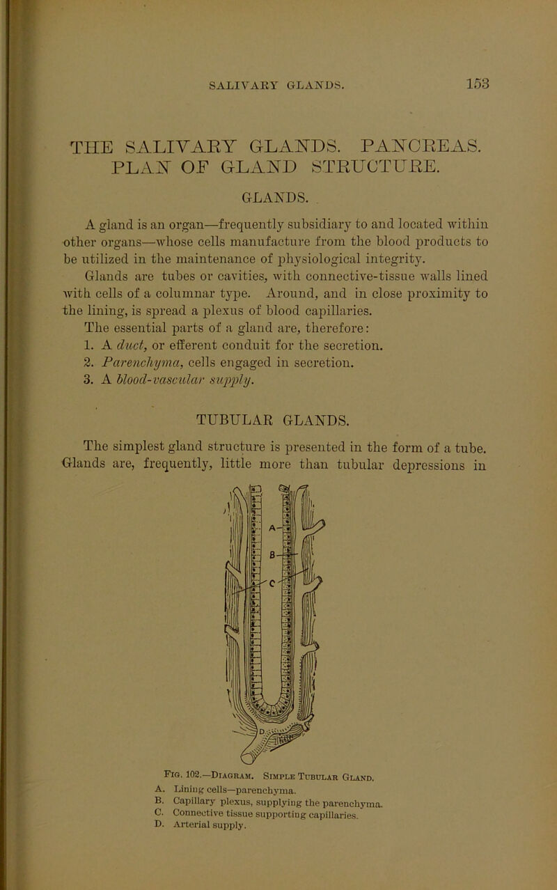 THE SALIVARY GLANDS. PANCREAS. PLAN OF GLAND STRUCTURE. GLANDS. A gland is an organ—frequently subsidiary to and located within other organs—whose cells manufacture from the blood products to be utilized in the maintenance of physiological integrity. Glands are tubes or cavities, with connective-tissue walls lined with cells of a columnar type. Around, and in close proximity to the lining, is spread a plexus of blood capillaries. The essential parts of a gland are, therefore: 1. A duct, or efferent conduit for the secretion. 2. Parenchyma, cells engaged in secretion. 3. A blood-vascular supply. The simplest gland structure is presented in the form of a tube. Glands are, frequently, little more than tubular depressions in Fig. 102.—Diagram. Simple Tubular Gland. A. Lining cells—parenchyma. B. Capillary plexus, supplying the parenchyma. C. Connective tissue supporting capillaries. D. Arterial supply. TUBULAR GLANDS.