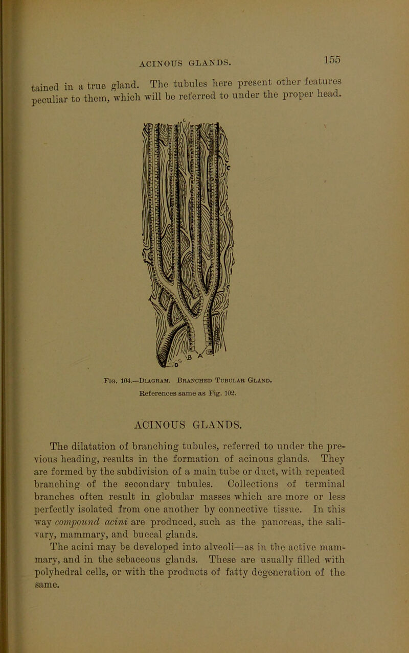ACINOUS GLANDS. 100 tainecl in a true gland. The tubules here present other features peculiar to them, which will be referred to under the proper head. Fig. 104.—Diagram. Branched Tubular Gland. References same as Fig. 102. ACINOUS GLANDS. The dilatation of branching tubules, referred to under the pre- vious heading, results in the formation of acinous glands. They are formed by the subdivision of a main tube or duct, with repeated branching of the secondary tubules. Collections of terminal branches often result in globular masses which are more or less perfectly isolated from one another by connective tissue. In this way compound acini are produced, such as the pancreas, the sali- vary, mammary, and buccal glands. The acini may be developed into alveoli—as in the active mam- mary, and in the sebaceous glands. These are usually filled with polyhedral cells, or with the products of fatty degeneration of the same.