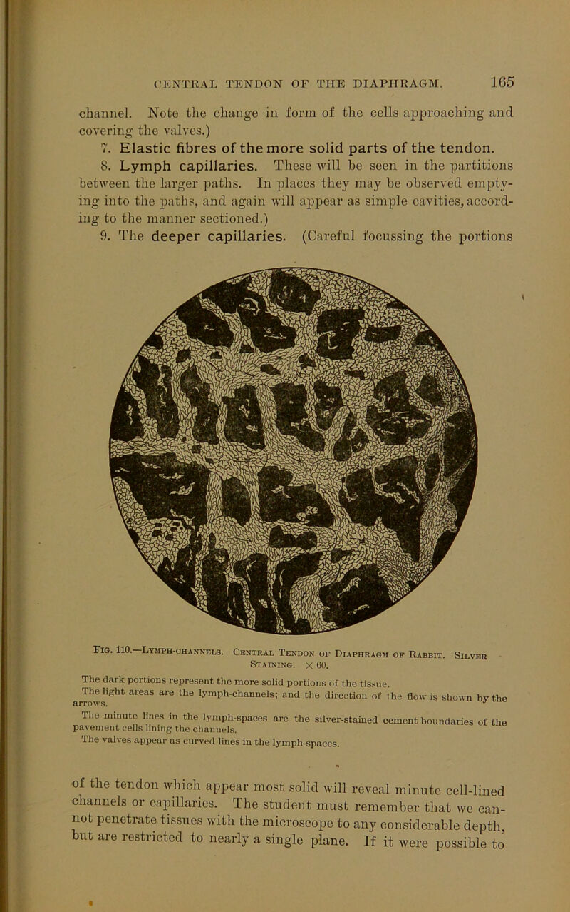 channel. Note the change in form of the cells approaching and covering the valves.) 7. Elastic fibres of the more solid parts of the tendon. 8. Lymph capillaries. These will be seen in the partitions between the larger paths. In places they may be observed empty- ing into the paths, and again will appear as simple cavities, accord- ing to the manner sectioned.) 9. The deeper capillaries. (Careful focussing the portions Fig. 110. Lymph-channels. Central Tendon op Diaphragm op Rabbit. Silver Staining, x 60. The dark portions represent the more solid portions of the tissue. The light areas are the lymph-channels; and the direction of the flow is shown bv the arrows. J The minute lines in the lymph-spaces are the silver-stained cement boundaries of the pavement cells lining the channels. The valves appear as curved lines in the lymph-spaces. of the tendon which appear most solid will reveal minute cell-lined channels or capillaries. The student must remember that we can- not penetrate tissues with the microscope to any considerable depth but are restricted to nearly a single plane. If it were possible to