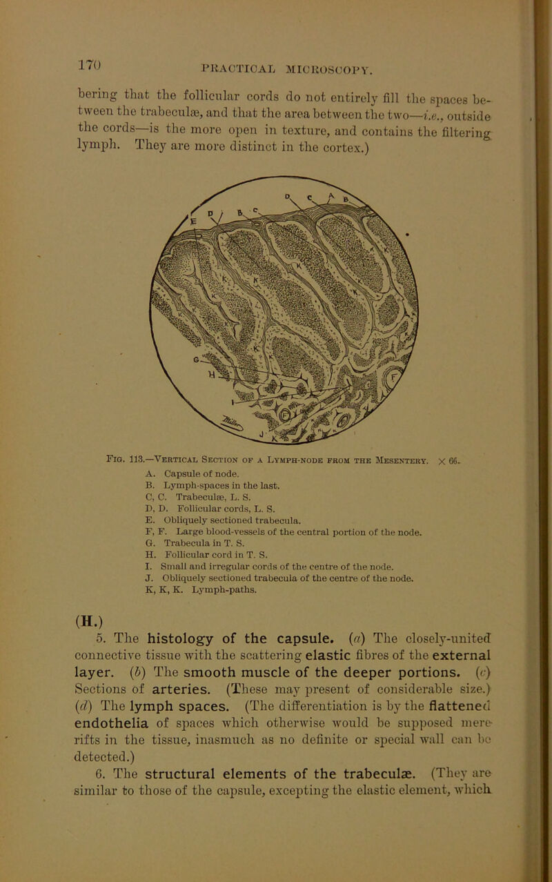 P RACTICAL MIC R08C0P Y bering that the follicular cords do not entirely fill the spaces be- tween the trabecula, and that the area between the two—i.e., outside the cords—is the more open in texture, and contains the filtering lymph. They are more distinct in the cortex.) Fig. 113.—Vertical Section of a Lymph-node from the Mesentery, x 66. A. Capsule of node. B. Lymph-spaces in the last. C. C. Trabeculae, L. S. D. D. Follicular cords, L. S. E. Obliquely sectioned trabecula. F. F. Large blood-vessels of the central portion of the node. G. Trabecula in T. S. H. Follicular cord in T. S. I. Small and irregular cords of the centre of the node. J. Obliquely sectioned trabecula of the centre of the node. K. K, K. Lymph-paths. 5. The histology of the capsule, (a) The closely-united connective tissue with the scattering elastic fibres of the external layer. (b) The smooth muscle of the deeper portions, (c) Sections of arteries. (These may present of considerable size.) (cl) The lymph spaces. (The differentiation is by the flattened endothelia of spaces which otherwise would be supposed mere- rifts in the tissue, inasmuch as no definite or special wall can be detected.) 6. The structural elements of the trabeculae. (They are similar to those of the capsule, excepting the elastic element, which (H.)