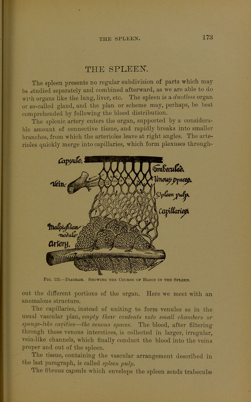 THE SPLEEN. THE SPLEEH. The spleen presents no regular subdivision of parts which may bcs studied separately and combined afterward, as we are able to do w}T.h organs like the lung, liver, etc. The spleen is a ductless organ or so-called gland, and the plan or scheme may, perhaps, be best comprehended by following the blood distribution. The splenic artery enters the organ, supported by a considera- ble amount of connective tissue, and rapidly breaks into smaller branches, from which the arterioles leave at right angles. The arte- rioles quickly merge into capillaries, which form plexuses through- out the different portions of the organ. Here we meet with an anomalous structure. The capillaries, instead of uniting to form venules as in the usual vascular plan, empty their contents into small chambers or sponge-liJce cavities—the venous spaces. The blood, after filtering through these venous interstices, is collected in larger, irregular, vein-like channels, which finally conduct the blood into the veins proper and out of the spleen. The tissue, containing the vascular arrangement described in the last paragraph, is called spleen pulp. The fibrous capsule which envelops the spleen sends trabeculae Fig. 115.—Diagram. Showing the Course of Blood in the Spleen.