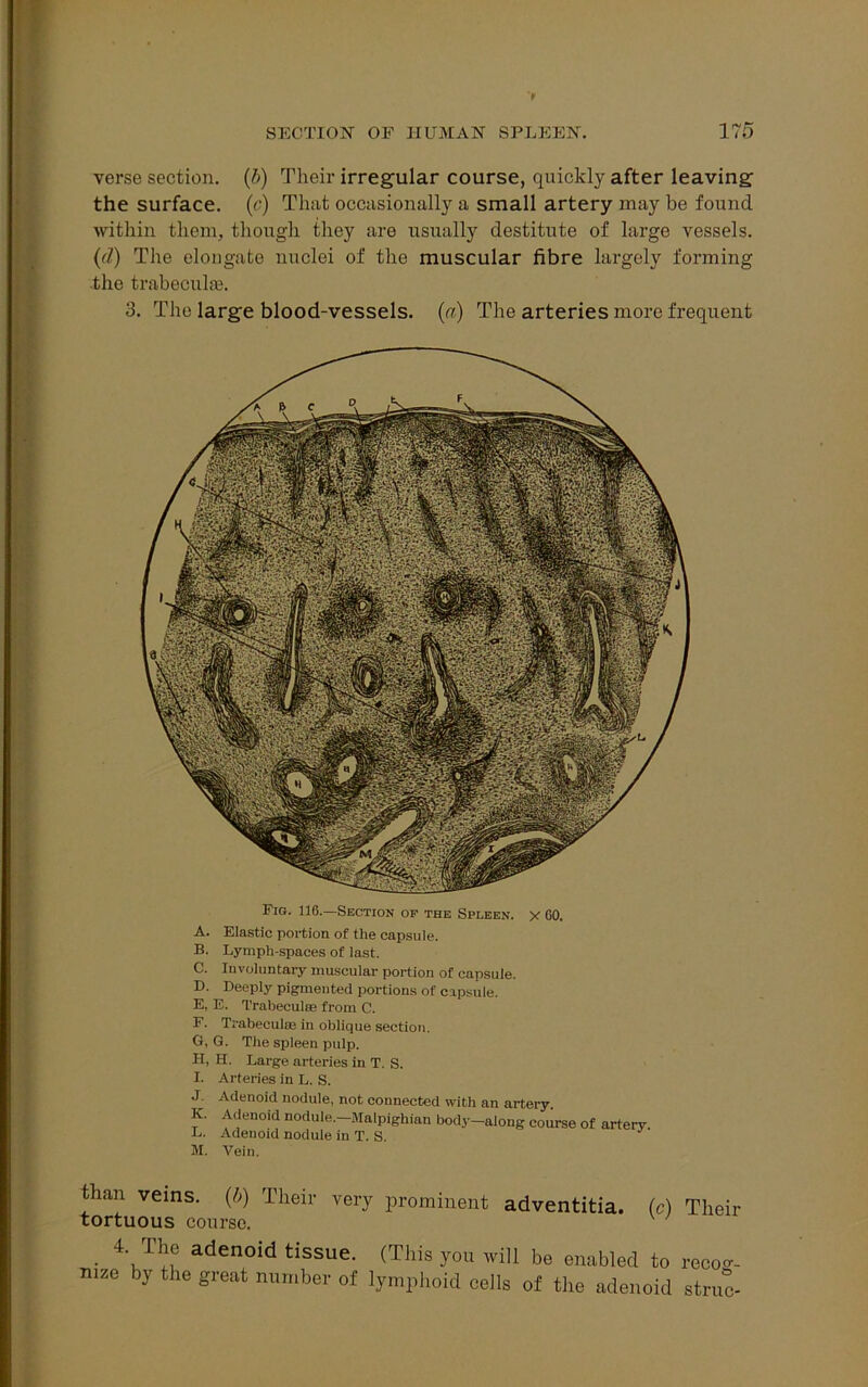 > SECTION OF HUMAN SPLEEN. 175 verse section. (I>) Their irregular course, quickly after leaving the surface, (e) That occasionally a small artery may be found within them, though they are usually destitute of large vessels. (d) The elongate nuclei of the muscular fibre largely forming the trabecula?. 3. The large blood-vessels, (a) The arteries more frequent Fis. 116.—Section op the Spleen. X GO. A. Elastic portion of the capsule. B. Lymph-spaces of last. C. Involuntary muscular portion of capsule. D. Deeply pigmented portions of capsule. E. E. Trabeculae from C. F. Trabecula; in oblique section. G. G. The spleen pulp. H. H. Large arteries in T. S. I. Arteries in L. S. J. Adenoid nodule, not connected with an artery. K. Adenoid nodule.—Malpighian body—along course of artery. L. Adenoid nodule in T. S. M. Vein. than veins, (b) Their very prominent adventitia, (c) Their tortuous course. • adenoid tissue- (This you will be enabled to recog- nize by the great number of lymphoid cells of the adenoid struc-
