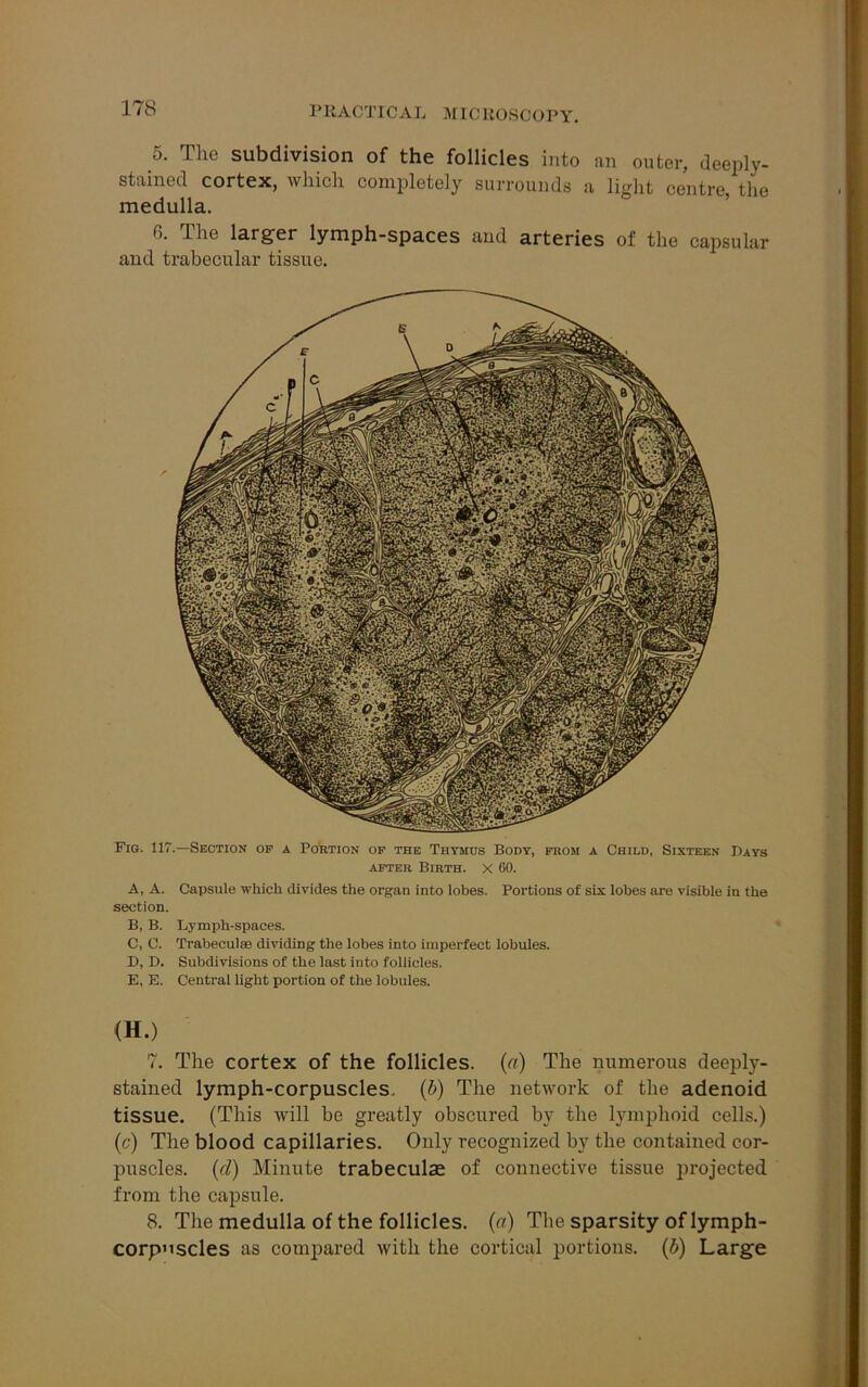 5. The subdivision of the follicles into an outer, deeply- stained cortex, which completely surrounds a light centre the medulla. 6. The larger lymph-spaces and arteries of the capsular and trabecular tissue. Fig. 117.—Section of a Portion of the Thymus Body, from a Child, Sixteen Days after Birth. X 60. A, A. Capsule which divides the organ into lobes. Portions of six lobes are visible in the section. B, B. Lymph-spaces. C, C. Trabeculae dividing the lobes into imperfect lobules. D, D. Subdivisions of the last into follicles. E, E. Central light portion of the lobules. (H.) 7. The cortex of the follicles, (a) The numerous deeply- stained lymph-corpuscles, (b) The network of the adenoid tissue. (This will be greatly obscured by the lymphoid cells.) (c) The blood capillaries. Only recognized by the contained cor- puscles. (cl) Minute trabeculas of connective tissue projected from the capsule. 8. The medulla of the follicles, (a) The sparsity of lymph- corp'iscles as compared with the cortical portions, (b) Large