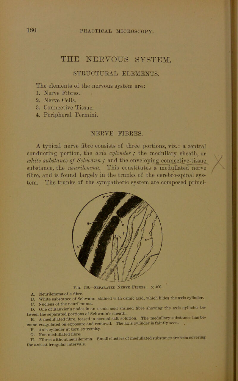 THE NERVOUS SYSTEM. STRUCTURAL ELEMENTS. The elements of the nervous system are: 1. Nerve Fibres. 2. Nerve Cells. 3. Connective Tissue. 4. Peripheral Termini. NERVE FIBRES. A typical nerve fibre consists of three portions, viz.: a central conducting portion, the axis cylinder; the medullary sheath, or white substance of Schwann ; and the enveloping connective-tissue substance, the neurilemma. This constitutes a medullated nerve fibre, and is found largely in the trunks of the cerebro-spinal sys- tem. The trunks of the sympathetic system are composed princi- Fig. 118.—Separated Nerve Fibres. X 400. A. Neurilemma of a fibre. B. White substance of Schwann, stained with osmic acid, which hides the axis cylinder. C. Nucleus of the neurilemma. D. One of Ranvier's nodes in an osmic-acid stained fibre showing the axis cylinder be- tween the separated portions of Schwann’s sheath. E. A medullated fibre, teased in normal salt solution. The medullary substance has be- come coagulated on exposure and removal. The axis cylinder is faintly seen. . F. Axis cylinder at torn extremity. G. Non-medullated fibre. H. Fibres without neurilemma. Small clusters of medullated substance are seen covering the axis at irregular intervals.