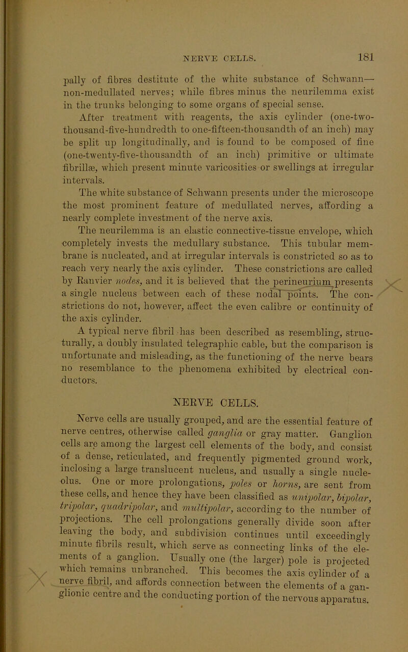 pally of fibres destitute of the white substance of Schwann— non-medullated nerves; while fibres minus the neurilemma exist in the trunks belonging to some organs of special sense. After treatment with reagents, the axis cylinder (one-two- thousand-five-hnndredth to one-fifteen-thousandth of an inch) may be split up longitudinally, and is found to be composed of fine (one-twenty-five-thousandth of an inch) primitive or ultimate fibrill*, which present minute varicosities or swellings at irregular intervals. The white substance of Schwann presents under the microscope the most prominent feature of medullated nerves, affording a nearly complete investment of the nerve axis. The neurilemma is an elastic connective-tissue envelope, which completely invests the medullary substance. This tubular mem- brane is nucleated, and at irregular intervals is constricted so as to reach very nearly the axis cylinder. These constrictions are called by Ranvier nodes, and it is believed that the perineurium presents a single nucleus between each of these nodal points. The con- strictions do not, however, affect the even calibre or continuity of the axis cylinder. A typical nerve fibril has been described as resembling, struc- turally, a doubly insulated telegraphic cable, but the comparison is unfortunate and misleading, as the functioning of the nerve bears no resemblance to the phenomena exhibited by electrical con- ductors. NERVE CELLS. Nerve cells are usually grouped, and are the essential feature of nerve centres, otherwise called ganglia or gray matter. Ganglion cells are among the largest cell elements of the body, and consist of a dense, reticulated, and frequently pigmented ground work, inclosing a large translucent nucleus, and usually a single nucle- olus. One 01 more prolongations, poles or horns, are sent from these cells, and hence they have been classified as unipolar, bipolar, tripolar, quadripolar, and multipolar, according to the number of projections. The cell prolongations generally divide soon after leaving the body, and subdivision continues until exceedingly minute fibrils result, which serve as connecting links of the ele- ments of a ganglion. Usually one (the larger) pole is projected which Remains unbranched. This becomes the axis cylinder of a nerve fibril, and affords connection between the elements of a °-an- ghomc centre and the conducting portion of the nervous apparatus. *