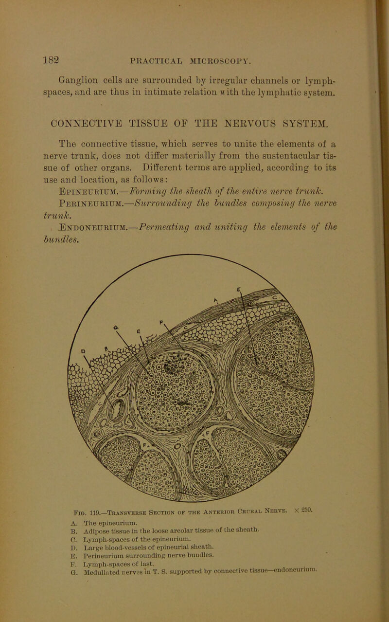 Ganglion cells are surrounded by irregular channels or lymph- spaces, and are thus in intimate relation with the lymphatic system. CONNECTIVE TISSUE OP THE NERVOUS SYSTEM. The connective tissue, which serves to unite the elements of a nerve trunk, does not differ materially from the sustentacular tis- sue of other organs. Different terms are applied, according to its use and location, as follows: Epineurium.—Forming the sheath of the entire nerve trunk. Perineurium.—Surrounding the bundles composing the nerve trunk. Endoneurium.—Permeating and uniting the elements of the Mindies. Fig. 119.—Transverse Section of the Anterior Crural Nerve. X 250. A. The epineurium. B. Adipose tissue in the loose areolar tissue of the sheath. C. Lymph-spaces of the epineurium. D. Large blood-vessels of epineurial sheath. E. Perineurium surrounding nerve bundles. F. Lymph-spaces of last. G. Medulla ted nerves in T. S. supported by connective tissue—endoneurium.