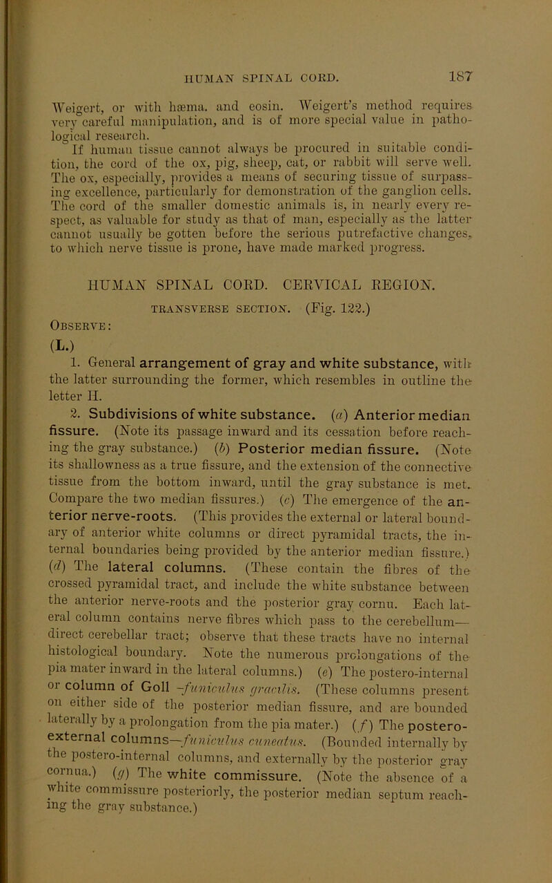 Weigert, or with luenm. and eosin. Weigert’s method requires very careful manipulation, and is of more special value in patho- logical research.  If human tissue cannot always be procured in suitable condi- tion, the cord of the ox, pig, sheep, cat, or rabbit will serve well. The ox, especially, provides a means of securing tissue of surpass- ing excellence, particularly for demonstration of the ganglion cells. The cord of the smaller domestic animals is, in nearly every re- spect, as valuable for study as that of man, especially as the latter cannot usually be gotten before the serious putrefactive changes, to which nerve tissue is prone, have made marked progress. HUMAN SPINAL CORD. CERVICAL REGION. TRANSVERSE SECTION. (Fig. 122.) Observe : (I.) 1. General arrangement of gray and white substance, with- the latter surrounding the former, which resembles in outline the letter II. 2. Subdivisions of white substance, (a) Anterior median fissure. (Note its passage inward and its cessation before reach- ing the gray substance.) (b) Posterior median fissure. (Note its shallowness as a true fissure, and the extension of the connective tissue from the bottom inward, until the gray substance is met. Compare the two median fissures.) (c) The emergence of the an- terior nerve-roots. (This provides the external or lateral bound- ary of anterior white columns or direct pyramidal tracts, the in- ternal boundaries being provided by the anterior median fissure.) {cl) The lateral columns. (These contain the fibres of the crossed pyramidal tract, and include the white substance between the anterior nerve-roots and the posterior gray cornu. Each lat- eral column contains nerve fibres which pass to the cerebellum— direct cerebellar tract; observe that these tracts have no internal histological boundary. Note the numerous prolongations of the pia mater inward in the lateral columns.) (e) The postero-internal oi column of Goll -funiculus gracilis. (These columns present on either side of the posterior median fissure, and are bounded laterally by a prolongation from the pia mater.) (/) The postero- external columns —funiculus cuneatus. (Bounded internally by the postero-internal columns, and externally by the posterior gray cornua.) (g) The white commissure. (Note the absence of a w lite commissure posteriorly, the posterior median septum reach- ing the gray substance.)