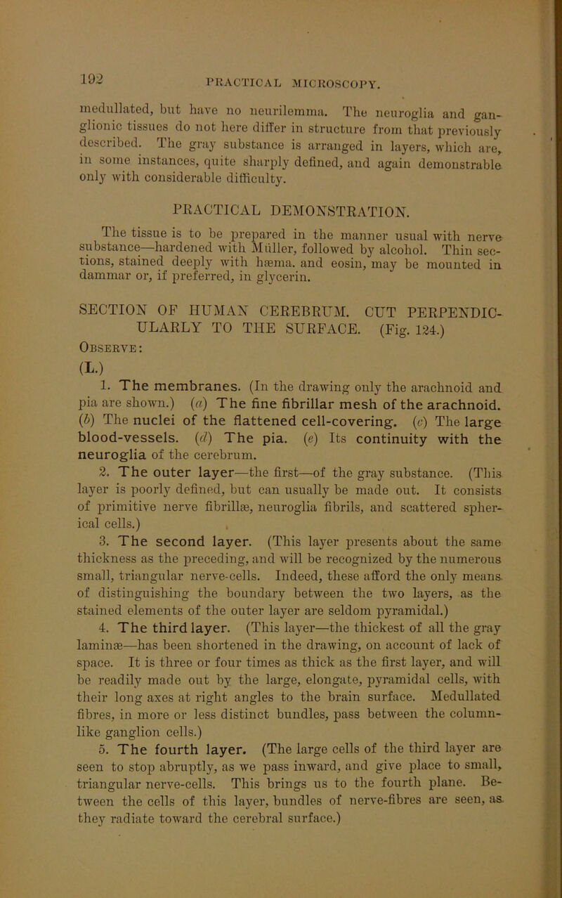 PR A OTIC A L MIOROSCOP Y. medullated, but have no neurilemma. The neuroglia and gan- glionic tissues do not here differ in structure from that previously described. The gray substance is arranged in layers, which are, in some instances, quite sharply defined, and again demonstrable only with considerable difficulty. PRACTICAL DEMONSTRATION. The tissue is to be prepared in the manner usual with nerve substance—hardened with Muller, followed by alcohol. Thin sec- tions, stained deeply with haema. and eosin, may be mounted in dammar or, if preferred, in glycerin. SECTION OF HUMAN CEREBRUM. CUT PERPENDIC- ULARLY TO THE SURFACE. (Fig. 124.) Observe: (L.) 1. The membranes. (In the drawing only the arachnoid and pia are shown.) (a) The fine fibrillar mesh of the arachnoid. (b) The nuclei of the flattened cell-covering, (c) The large blood-vessels, (d) The pia. (e) Its continuity with the neuroglia of the cerebrum. 2. The outer layer—the first—of the gray substance. (This layer is poorly defined, but can usually be made out. It consists of primitive nerve fibriHas, neuroglia fibrils, and scattered spher- ical cells.) 3. The second layer. (This layer presents about the same thickness as the preceding, and will be recognized by the numerous small, triangular nerve-cells. Indeed, these afford the only means, of distinguishing the boundary between the two layers, as the stained elements of the outer layer are seldom pyramidal.) 4. The third layer. (This layer—the thickest of all the gray laminse—has been shortened in the drawing, on account of lack of space. It is three or four times as thick as the first layer, and will be readily made out by the large, elongate, pyramidal cells, with their long axes at right angles to the brain surface. Medullated fibres, in more or less distinct bundles, pass between the column- like ganglion cells.) 5. The fourth layer. (The large cells of the third layer are seen to stop abruptly, as we pass inward, and give place to small, triangular nerve-cells. This brings us to the fourth plane. Be- tween the cells of this layer, bundles of nerve-fibres are seen, as. they radiate toward the cerebral surface.)