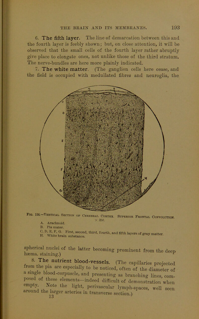 6. The fifth layer. The line of demarcation between this and the fourth layer is feebly shown; but, on close attention, it will be observed that the small cells of the fourth layer rather abruptly give place to elongate ones, not unlike those of the third stratum. The nerve-bundles are here more plainly indicated. 7. The white matter. (The ganglion cells here cease, and the field is occupied with medullated fibres and neuroglia, the. Fia. 124. Vertical, Section op Cerebral Cortex. Superior Frontal Convolution X 250. A. Arachnoid. B. Pia mater. C, D, E, F, G. First, second, third, fourth, H. White brain substance. and fifth layers of gray matter. spherical nuclei of the latter becoming prominent from the deep hsema. staining.) ^ 8- The nutrient blood-vessels. (The capillaries projected from the pia are especially to be noticed, often of the diameter of a smgle bood-corpuscle, and presenting as branching lines, com- posed of these e ements-indeed difficult of demonstration when empty Note the light,_ perivascular lymph-spaces, well seen t round the larger arteries in transverse section.) 13