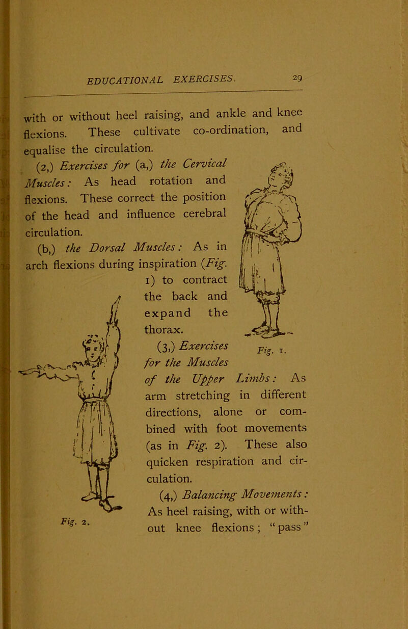 with or without heel raising, and ankle and knee flexions. These cultivate co-ordination, and equalise the circulation. (2,) Exercises for (a,) the Cervical Muscles: As head rotation and flexions. These correct the position of the head and influence cerebral circulation. (b,) the Dorsal Muscles: As in arch flexions during inspiration (Fig. 1) to contract the back and expand the thorax. (3,) Exercises for the Muscles of the Upper Limbs: As arm stretching in different directions, alone or com- bined with foot movements (as in Fig. 2). These also quicken respiration and cir- culation. (4,) Balancing Movements : As heel raising, with or with- out knee flexions ; “ pass ”