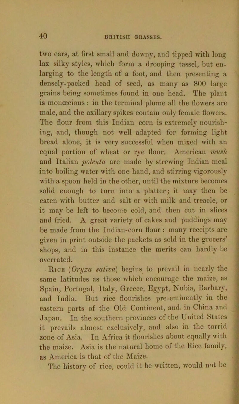 two ears, at first small and downy, and tipped with long lax silky styles, which form a drooping tassel, but en- larging to the length of a foot, and then presenting a densely-packed head of seed, as many as 800 large grains being sometimes found in one head. The plant is monoecious: in the terminal plume all the flowers are male, and the axillary spikes contain only female flowers. The flour from this Indian corn is extremely nourish- ing, and, though not well adapted for forming light bread alone, it is very successful when mixed with an equal portion of wheat or rye flour. American mvsh and Italian polenta are made by strewing Indian meal into boiling water with one hand, and stirring vigorously with a spoon held in the other, until the mixture becomes solid enough to turn into a platter; it may then be eaten with butter and salt or with milk and treacle, or it may be left to become cold, and then cut in slices and fried. A great variety of cakes and puddings may be made from the Indian-corn flour : many receipts are given in print outside the packets as sold in the grocers’ shops, and in this instance the merits can hardly be overrated. Rice (Oryzu saliva) begins to prevail in nearly the same latitudes as those which encourage the maize, as Spain, Portugal, Italy, Greece, Egypt, Nubia, Barbary, and India. But rice flourishes pre-eminently in the eastern parts of the Old Continent, and. in China and Japan. In the southern provinces of the United States it prevails almost exclusively, and also in the torrid zone of Asia. In Africa it flourishes about equally with the maize. Asia is the natural home of the Rice family, as America is that of the Maize. The history of rice, could it be written, would not be