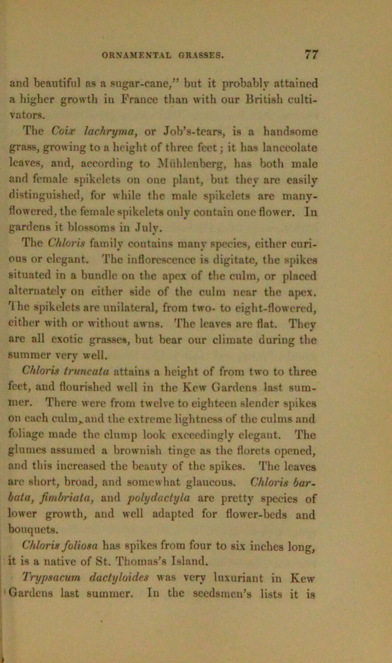 and beautiful as a sugar-cane/’ but it probably attained a higher growth in France than with our British culti- vators. The Coix lachryma, or Job’s-tears, is a handsome grass, growing to a height of three feet; it has lanceolate leaves, and, according to Muhlenberg, has both male and female spikelets on one plant, but they are easily distinguished, for while the male spikelets are manv- flowered, the female spikelets only contain one flower. In gardens it blossoms in July. The Chloris family contains many species, either curi- ous or elegant. The inflorescence is digitate, the spikes situated in a bundle on the apex of the culm, or placed alternately on either side of the culm near the apex. rihe spikelets are unilateral, from two- to eight-flowered, cither with or without awns. The leaves are flat. They are all exotic grasses, but bear our climate during the summer very well. Chloris truncata attains a height of from two to three feet, and flourished well in the Kew Gardens last sum- mer. There were from twelve to eighteen slender spikes on each culm,.and the extreme lightness of the culms and foliage made the clump look exceedingly elegant. The glumes assumed a brownish tinge as the florets opened, and this increased the beauty of the spikes. The leaves arc short, broad, and somewhat glaucous. Chloris bar- batu, fimbriata, and polydactyla are pretty species of lower growth, and well adapted for flower-beds and bouquets. Chloris foliosa has spikes from four to six inches long, it is a native of St. Thomas’s Island. Trypsacum dadyloides was very luxuriant in Kew Gardens last summer. In the seedsmen’s lists it is *