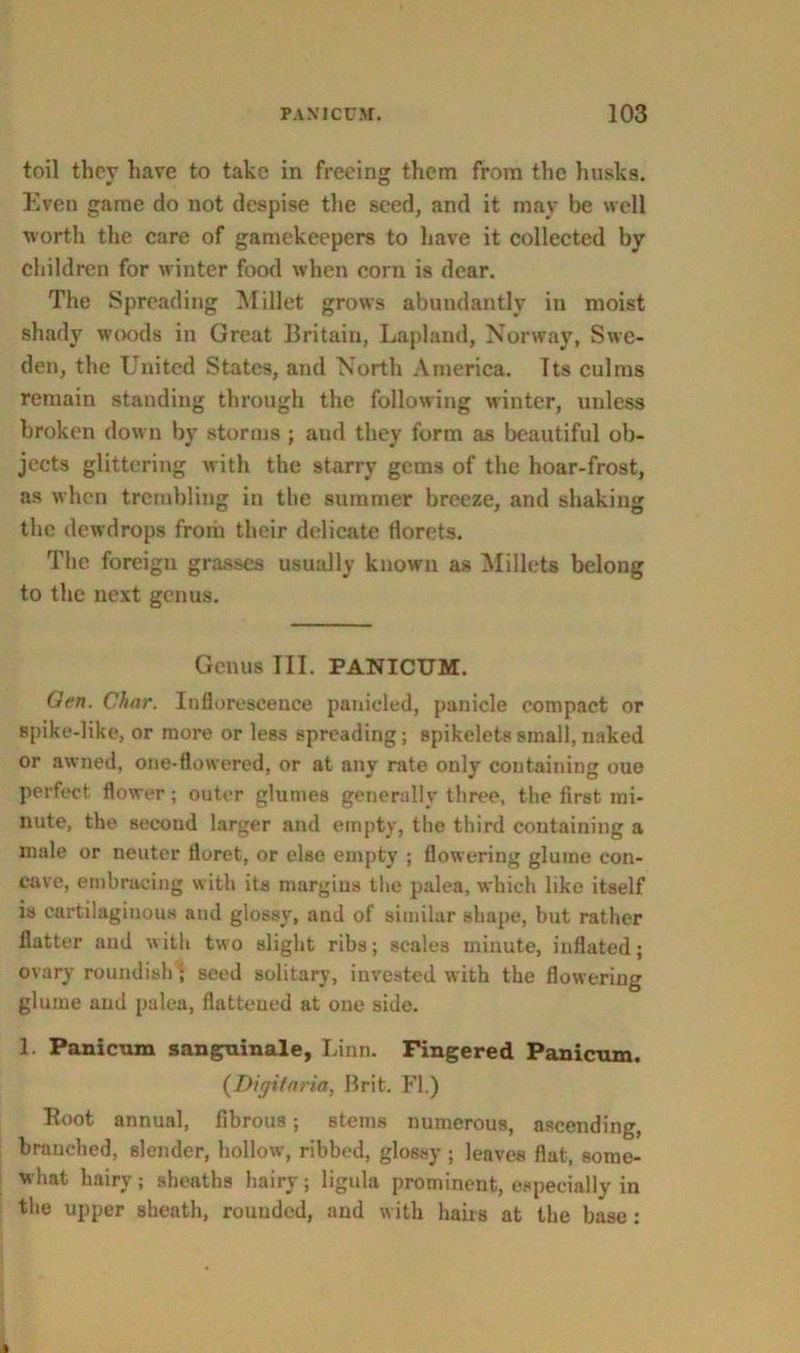 toil they have to take in freeing them from the husks. Even game do not despise the seed, and it may be well worth the care of gamekeepers to have it collected by children for winter food when corn is dear. The Spreading Millet grows abundantly in moist shady woods in Great Britain, Lapland, Norway, Swe- den, the United States, and North America. Its culms remain standing through the following winter, unless broken down by storms; and they form as beautiful ob- jects glittering with the starry gems of the hoar-frost, as when trembling in the summer breeze, and shaking the dewdrops from their delicate florets. The foreign grasses usually known as Millets belong to the next genus. Genus TIL PANICUM. Oen. Char. Inflorescence panicled, panicle compact or spike-like, or more or less spreading; spikelets small, naked or awned, one-flowered, or at any rate only containing cue perfect flower; outer glumes generally three, the first mi- nute, the second larger and empty, the third containing a male or neuter floret, or else empty ; flowering glume con- cave, embracing with its margins the palea, which like itself is cartilaginous and glossy, and of similar shape, but rather flatter and with two slight ribs; scales minute, inflated; ovary roundish! seed solitary, invested with the flowering glume and palea, flattened at one side. 1 Panicum sangninale, Linn. Fingered Panicum. {Digitaria, Brit. FI.) Boot annual, fibrous; stems numerous, ascending, branched, slender, hollow, ribbed, glossy ; leaves flat, some- what hairy; sheaths hairy; ligula prominent, especially in the upper sheath, rounded, and with hairs at the base: