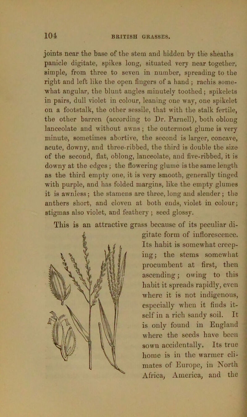 joints near the base of the stem and hidden by the sheaths panicle digitate, spikes long, situated very near together, simple, from three to seven in number, spreading to the right and left like the open fingers of a hand ; raohis some- what angular, the blunt angles minutely toothed; spikelets in pairs, dull violet in colour, leaning one way, one spikelet on a footstalk, the other sessile, that with the stalk fertile, the other barren (according to Dr. Parnell), both oblong lanceolate and without awns ; the outermost glume is very minute, sometimes abortive, the second is larger, concave, acute, downy, and three-ribbed, the third is double the size of the second, flat, oblong, lanceolate, and five-ribbed, it is downy at the edges ; the flowering glume is the same length as the third empty one, it is very smooth, generally tinged with purple, and has folded margins, like the empty glumes it is awnless ; the stamens are three, long and slender ; the anthers short, and cloven at both ends, violet in colour; stigmas also violet, and feathery ; seed glossy. This is an attractive grass because of its peculiar di- gitate form of inflorescence. Its habit is somewhat creep- ing; the stems somewhat procumbent at first, then ascending; owing to this habit it spreads rapidly, even where it is not indigenous, especially when it finds it- self in a rich sandy soil. It is only found in England where the seeds have been sown accidentally. Its true home is in the warmer cli- mates of Europe, in North Africa, America, and the