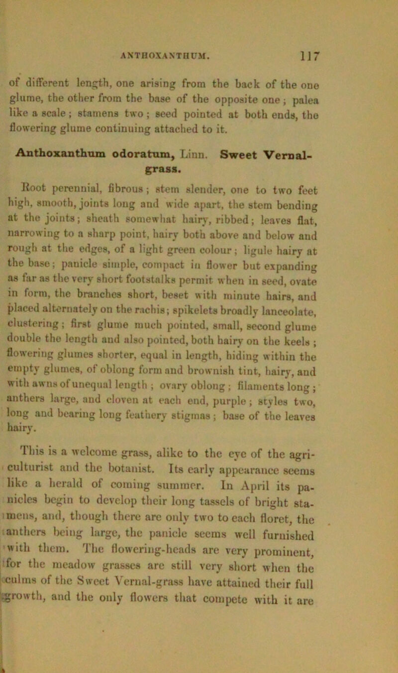of different length, one arising from the back of the one glume, the other from the base of the opposite one ; palea like a scale ; stamens two ; seed pointed at both ends, the flowering glume continuing attached to it. Anthoxanthum odoratum, Linn. Sweet Vernal- grass. Itoot perennial, fibrous ; stem slender, one to two feet high, smooth, joints long and wide apart, the stem bending at the joints; sheath somewhat hairy, ribbed; leaves flat, narrowing to a sharp point, hairy both above and below and rough at the edges, of a light green colour; ligule hairy at the base; panicle simple, compact in flower but expanding as lar as the very short footstalks permit when in seed, ovate in form, the branches short, beset with minute hairs, and placed alternately on the racing; spikelets broadly lanceolate, clustering; first glume much pointed, small, second glume double the length and also pointed, both hairy on the keels ; flowering glumes shorter, equal in length, hiding within the empty glumes, of oblong form and brownish tint, hairy, and with awns of unequal length ; ovary oblong ; filaments long ; anthers large, and cloven at each end, purple; styles two, long and bearing long feathery stigmas ; base of the leaves hairy. Ibis is a welcome grass, alike to the eye of the agri- culturist and the botanist. Its early appearance seems like a herald of coming summer. In April its pa- nicles begin to develop their long tassels of bright sta- mens, and, though there are only two to each floret, the anthers being large, the panicle seems well furnished with them. The flowering-heads are very prominent, for the meadow grasses are still very short when the culms of the Sweet Vernal-grass have attained their full .growth, and the only flowers that compete with it are