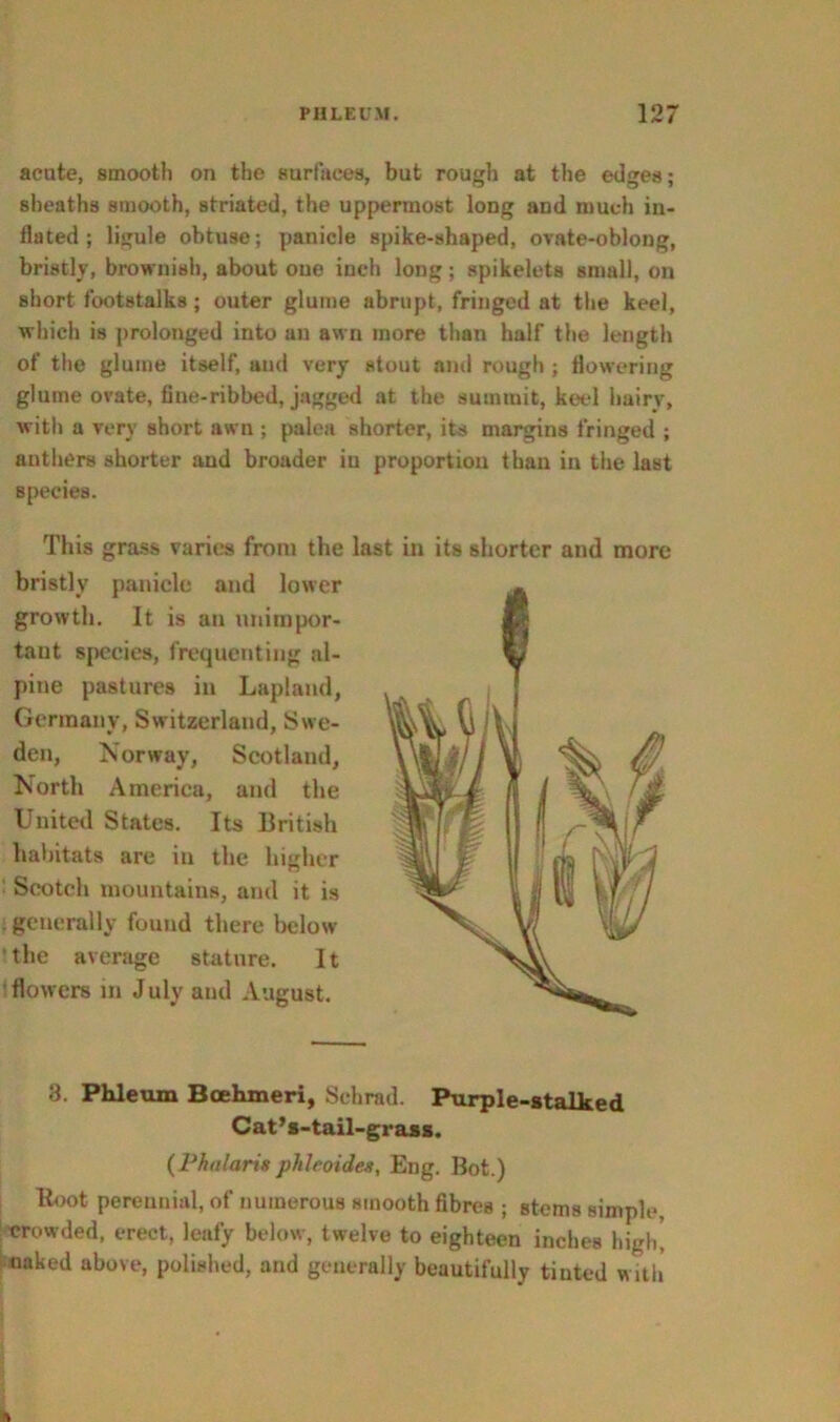 acute, smooth on the surfaces, but rough at the edges; sheaths smooth, striated, the uppermost long and much in- flated ; ligule obtuse; panicle spike-shaped, ovate-oblong, bristly, brownish, about one inch long; spikelets small, on short footstalks; outer glume abrupt, fringed at the keel, which is prolonged into an awn more than half the length of the glume itself, and very stout and rough ; flowering glume ovate, fine-ribbed, jagged at the summit, keel hairy, with a very short awn ; palea shorter, its margins fringed ; anthers shorter and broader in proportion than in the last Bpecies. This grass varies from the bristly panicle and lower growth. It is an unimpor- tant species, frequenting al- pine pastures in Lapland, Germany, Switzerland, Swe- den, Norway, Scotland, North America, and the United States. Its British habitats are in the higher Scotch mountains, and it is generally found there below the average stature. 11 flowers m July and August. last in its shorter and more 3. Phleum Bcehmeri, Sehrad. Purple-stalked Cat’s-tail-grass. ( Phularis phi ro ides, Eng. Bot.) Root perennial, of numerous smooth fibres ; stems simple, ■crowded, erect, leafy below, twelve to eighteen inches high* naked above, polished, and generally beautifully tinted with