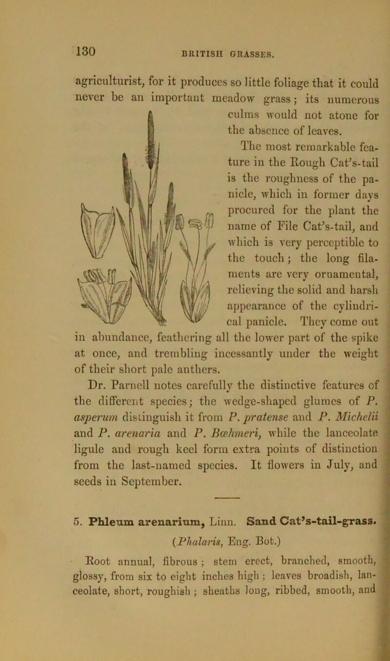 agriculturist, for it produces so little foliage that it could never be an important meadow grass; its numerous culms would not atone for the absence of leaves. The most remarkable fea- ture in the Rough Cat’s-tail is the roughness of the pa- nicle, which in former days procured for the plant the name of File Cat’s-tail, and which is very perceptible to the touch; the long fila- ments are very ornamental, relieving the solid and harsh appearance of the cylindri- cal panicle. They come out in abundance, feathering all the lower part of the spike at once, and trembling incessantly under the weight of their short pale anthers. Dr. Parnell notes carefully the distinctive features of the different species; the wedge-shaped glumes of P. asperum distinguish it from P. pratense and P. Michelii and P. arenaria and P. Bcehmeri, while the lanceolate ligule and rough keel form extra points of distinction from the last-named species. It flowers in July, and seeds in September. 5. Phleum arenarium, Linn. Sand Cat’s-tail-grass. (Phalaris, Eng. Bot.) Root annual, fibrous ; stem erect, branched, smooth, glossy, from six to eight inches high ; leaves broadish, lan- ceolate, short, roughish ; sheaths long, ribbed, smooth, and